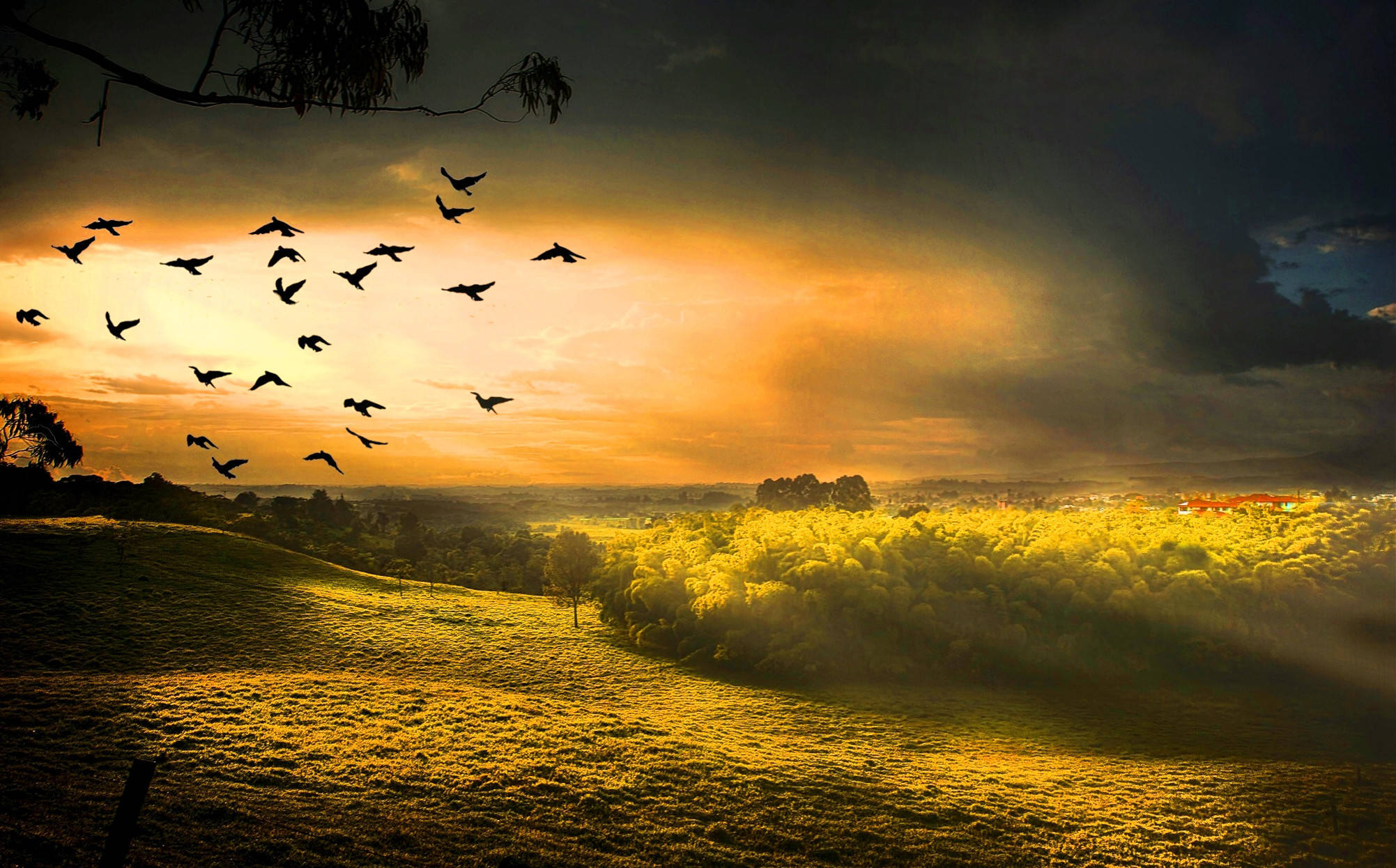 flying birds, dramatic sunset sky, golden grassy hills, Full HD Desktop Wallpaper