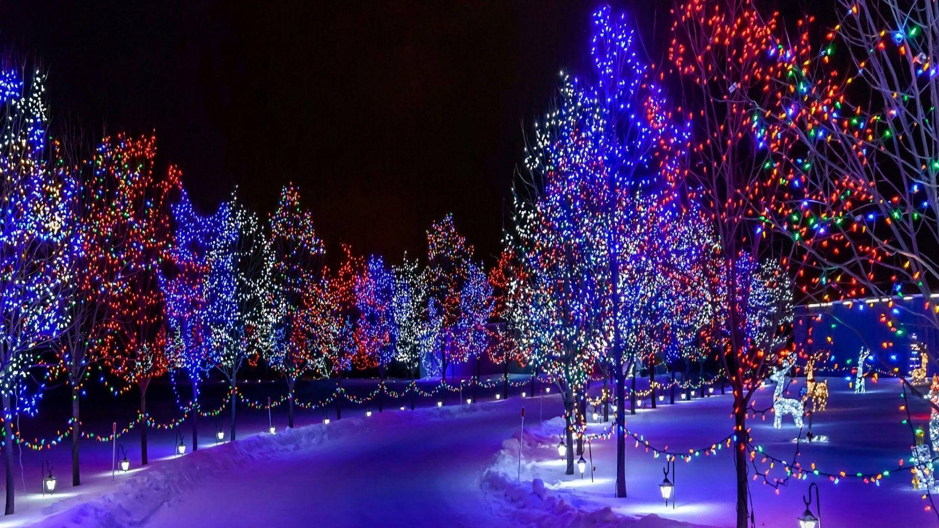 colorful christmas trees, HD lights, snowy park, Full HD Desktop Wallpaper