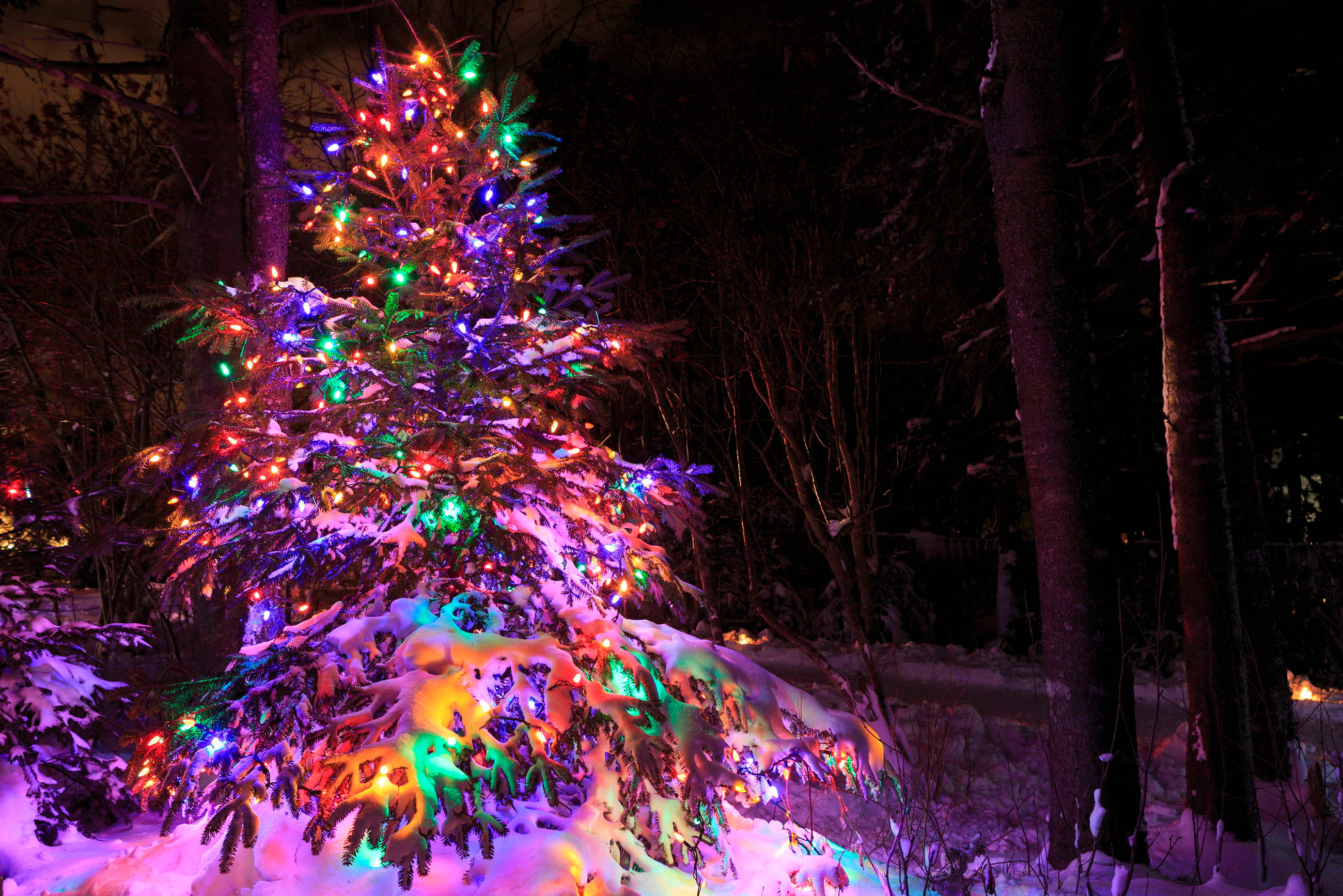 Snow Christmas Tree, HD Light, evergreen tree, 2K Desktop Wallpaper