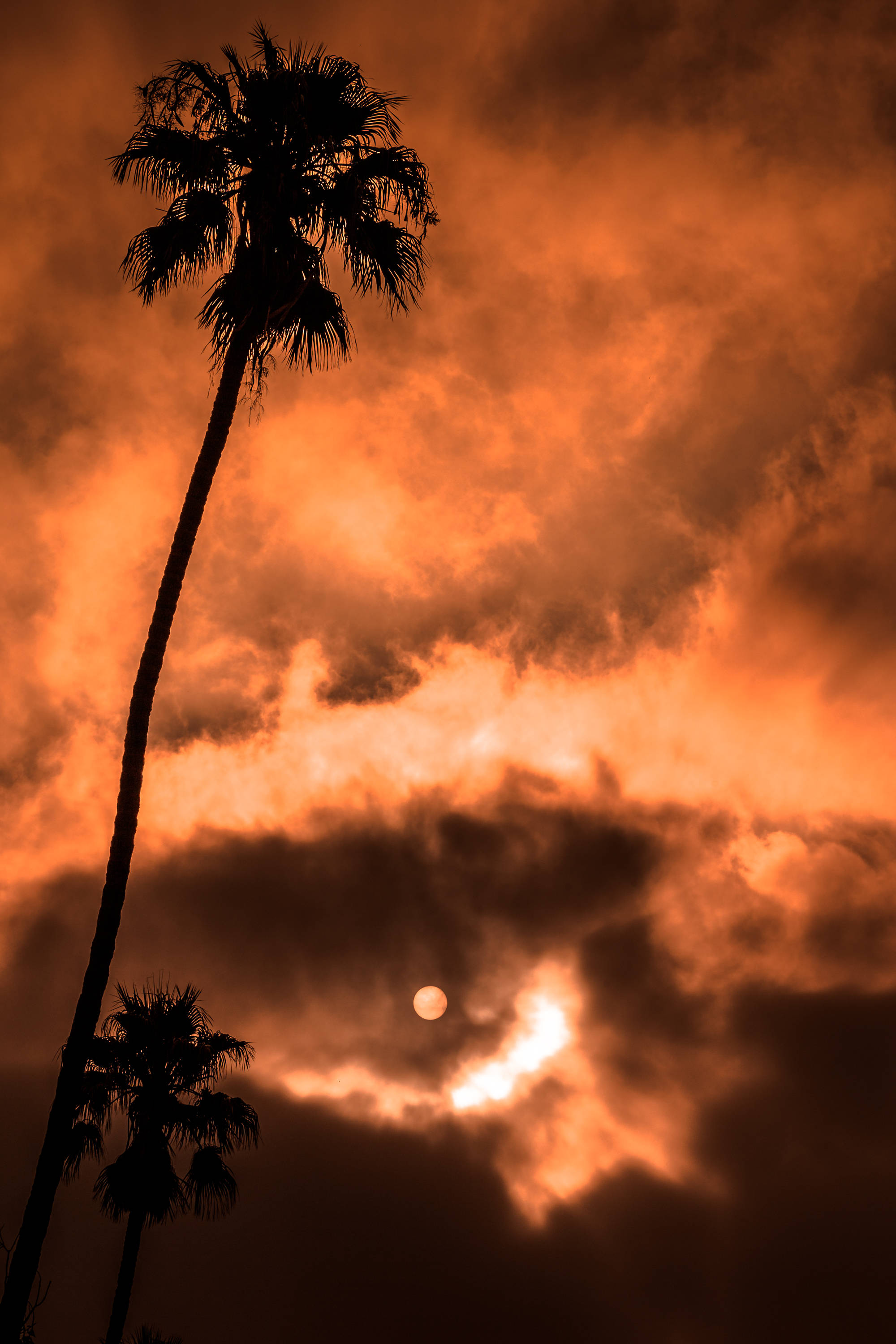 Fiery HD Moon, palm trees, fiery orange sky, 2K Phone Wallpaper