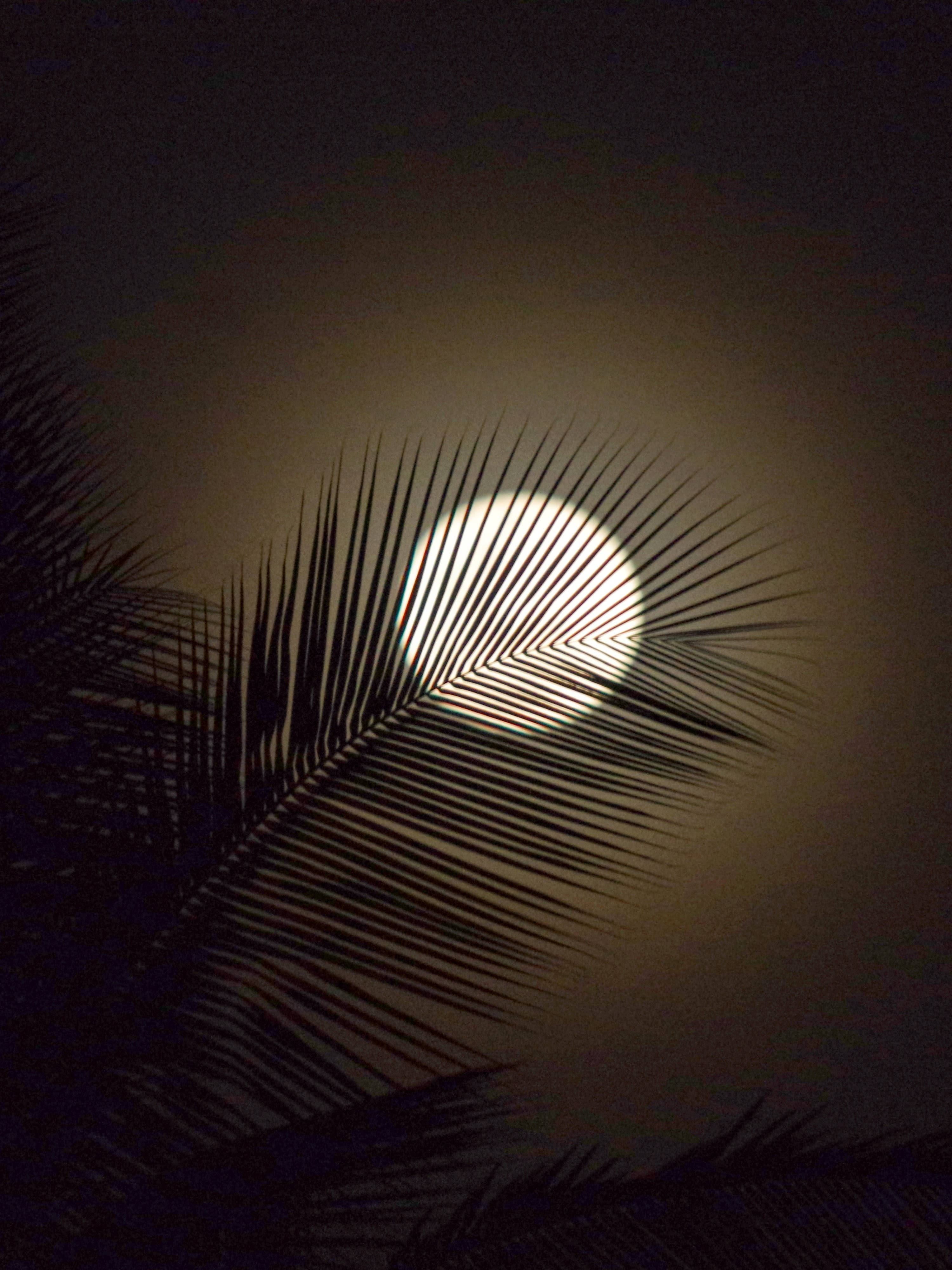 HD Moon, palm frond, hazy night sky, 4K Phone Wallpaper
