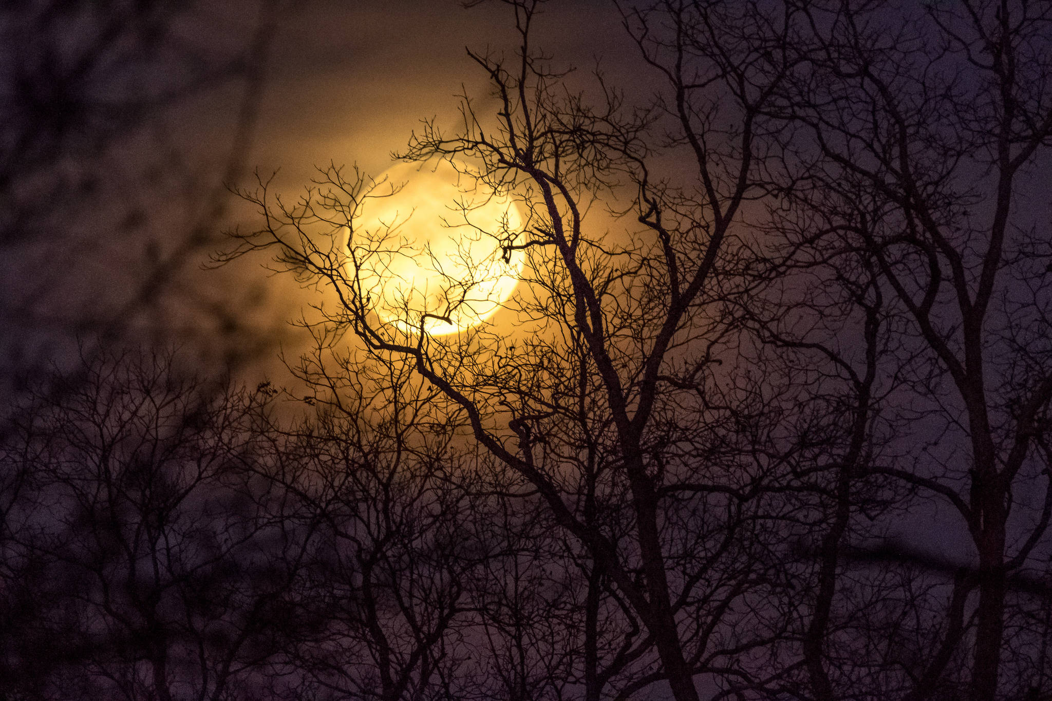full moon, winter trees, dusky purple sky, Full HD Desktop Wallpaper