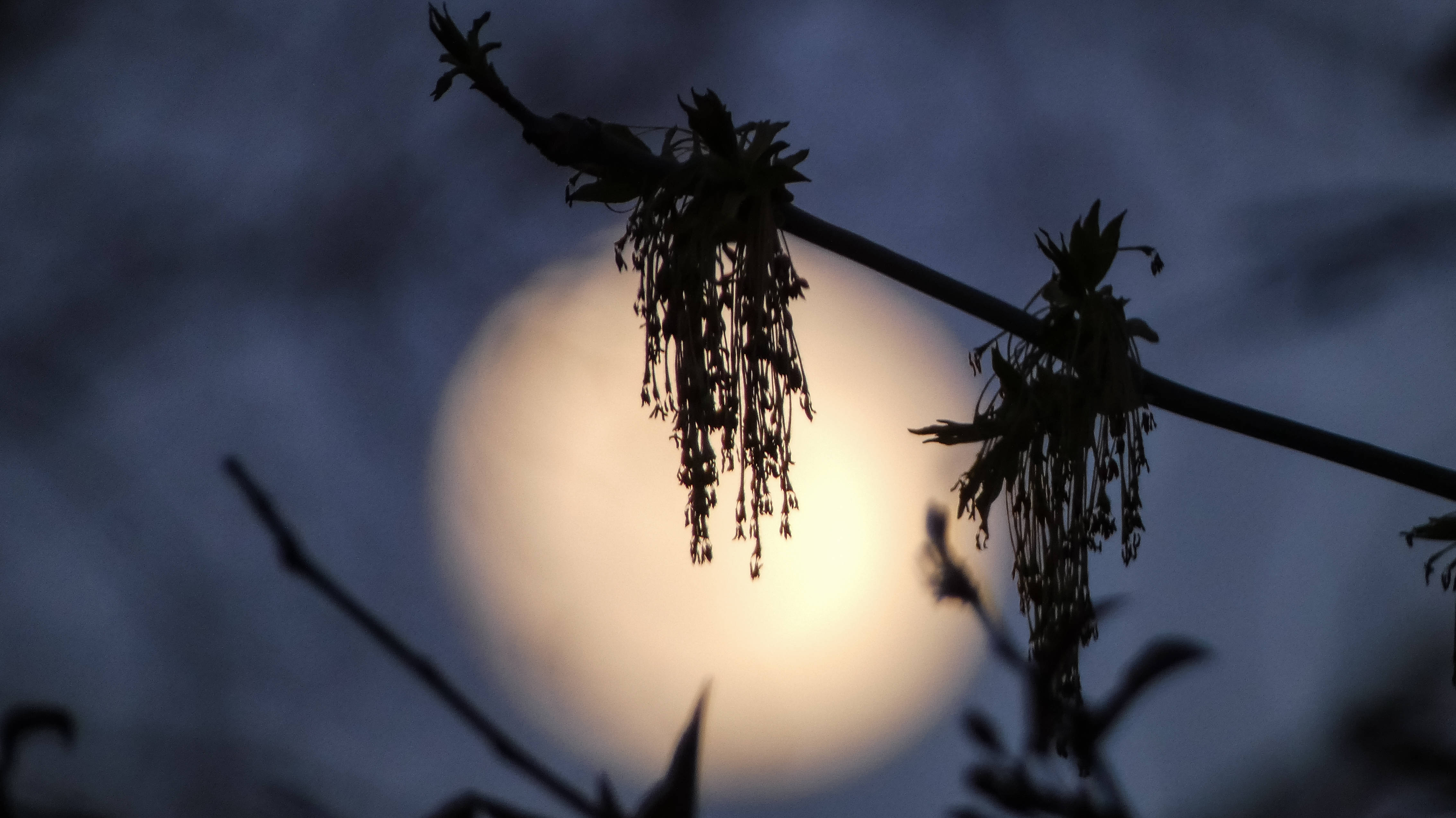 HD Moon, full moon, dusky blue sky, 4K Desktop Wallpaper