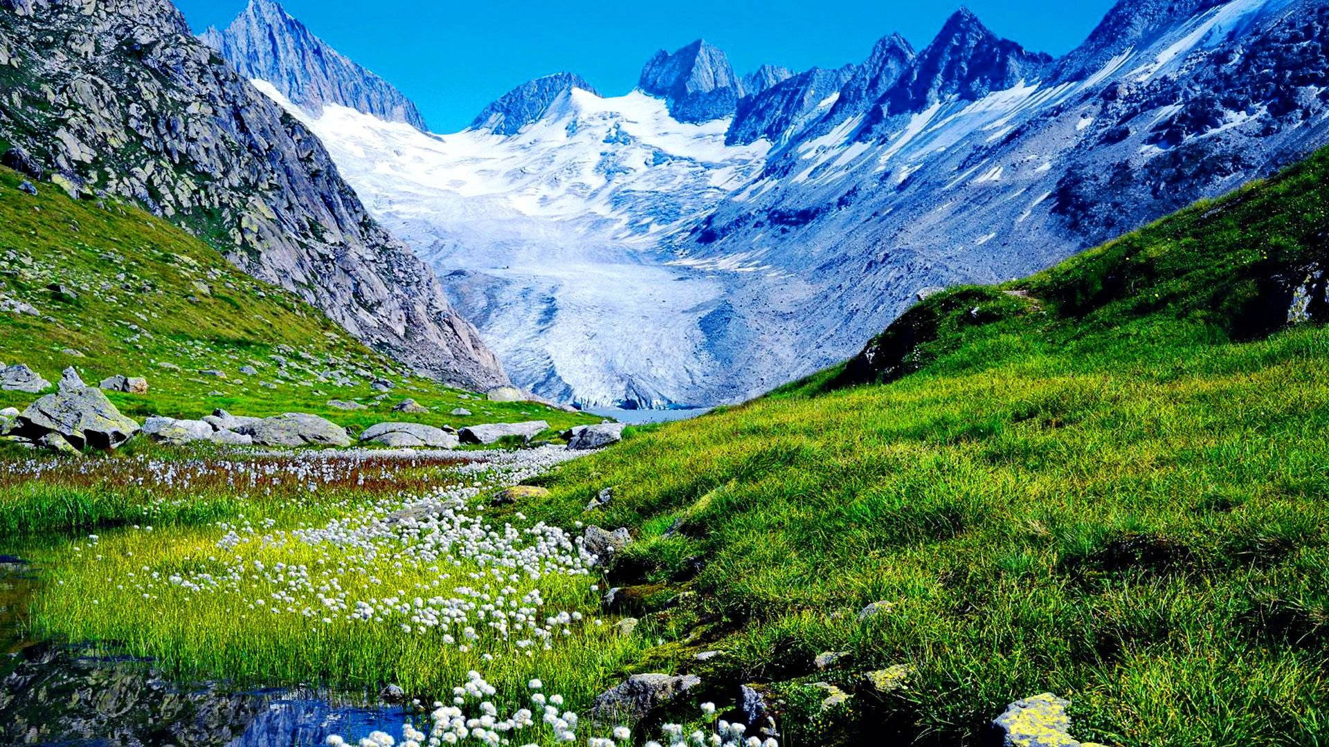 alpine valley, lush green meadows, white flowers, Full HD Desktop Wallpaper