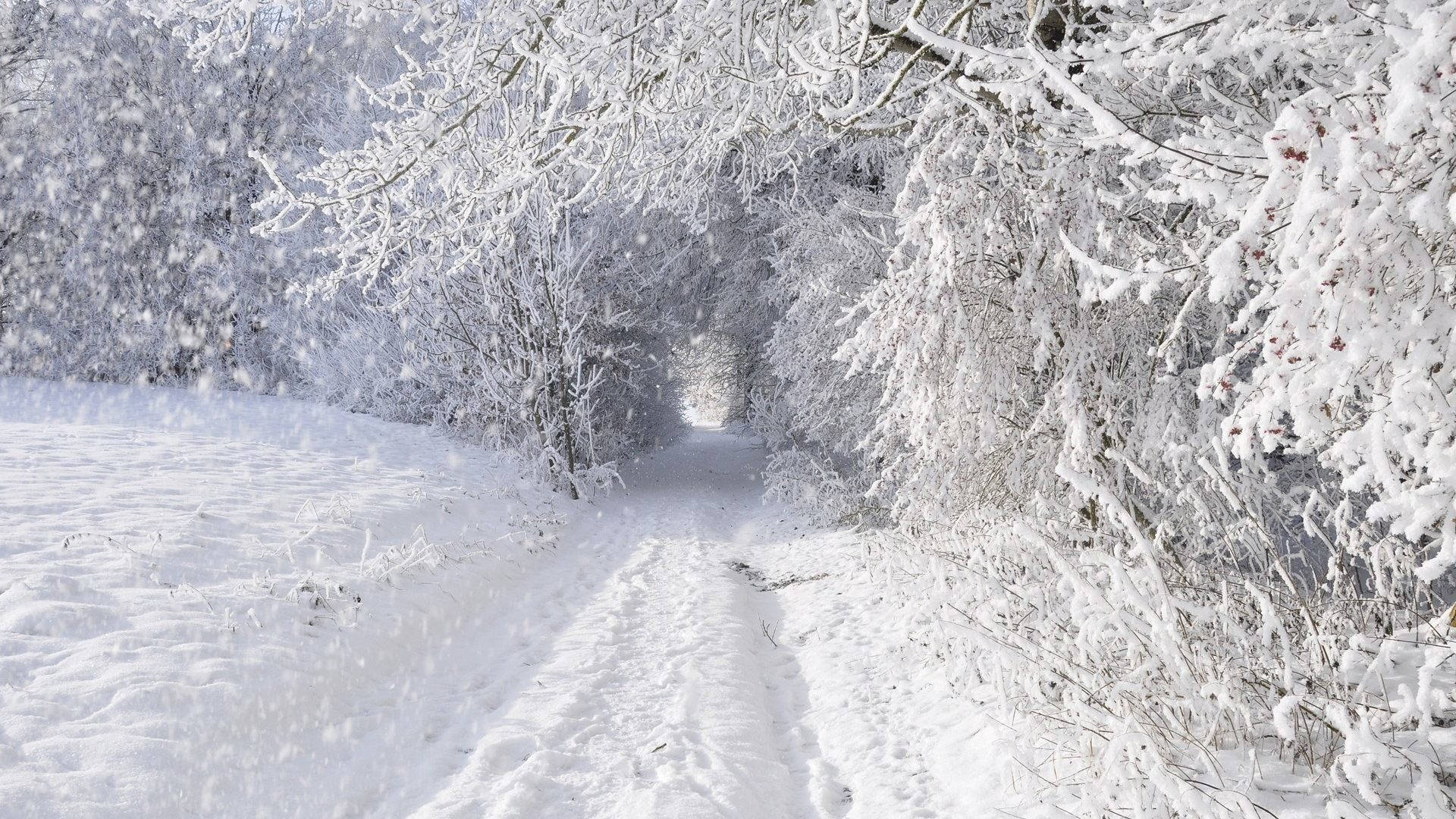 snowy path, frost-covered forest tunnel, falling snowflakes, Full HD Desktop Wallpaper
