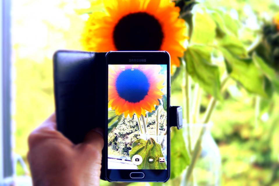 Serenity in Nature, HD Phone Background, sunflower, SD Desktop Wallpaper