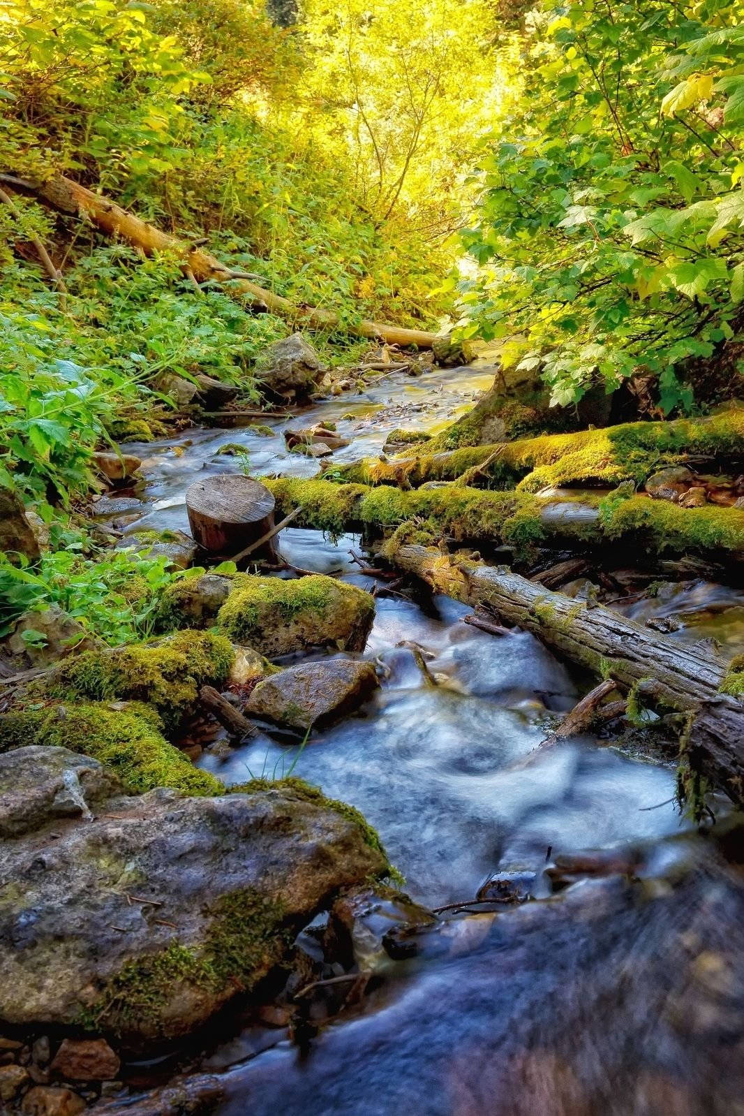 HD Nature Phone, river, sunlit forest, HD Phone Wallpaper