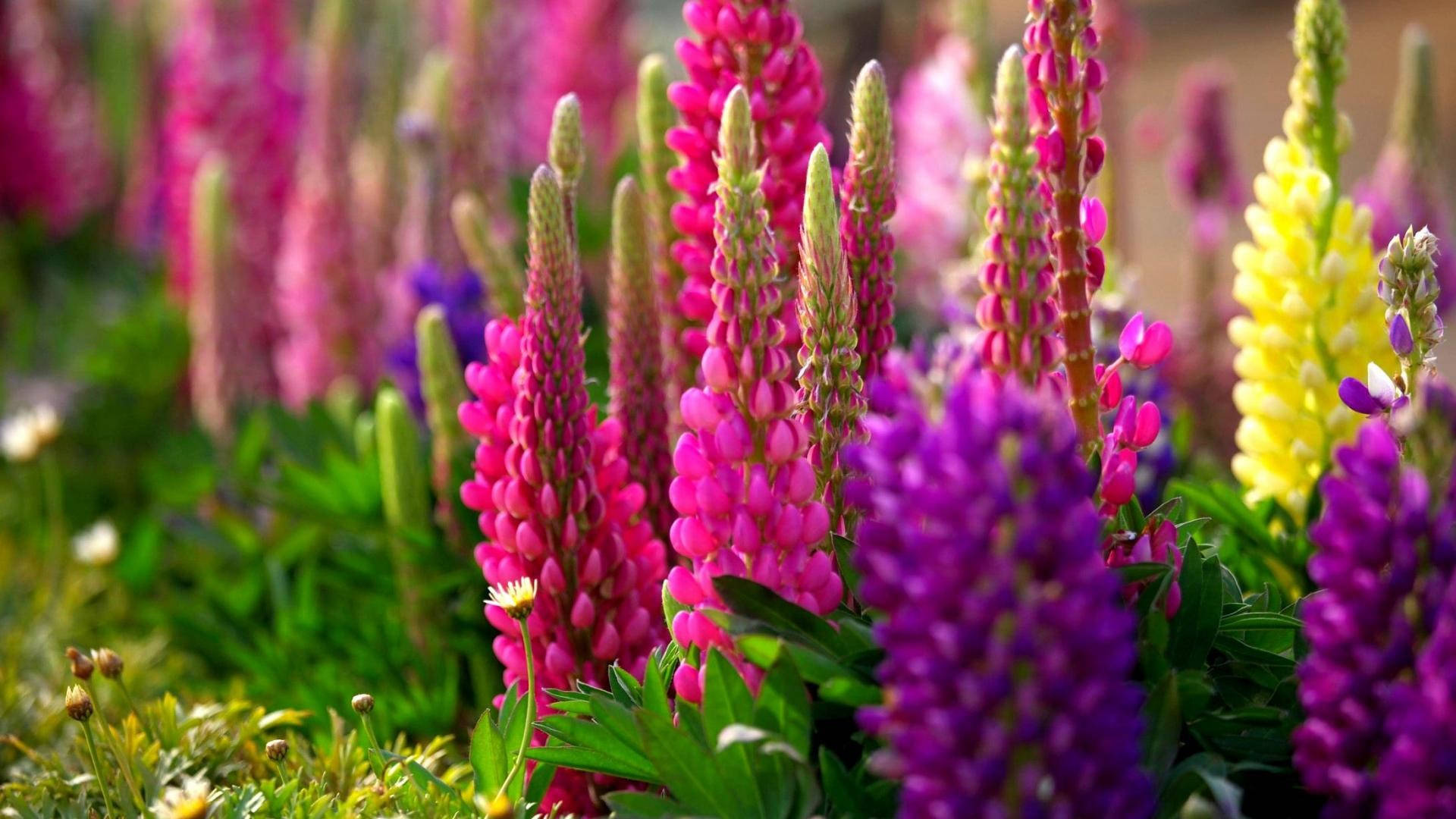 lupine flowers, pink purple and yellow, sunlit garden, Full HD Desktop Wallpaper
