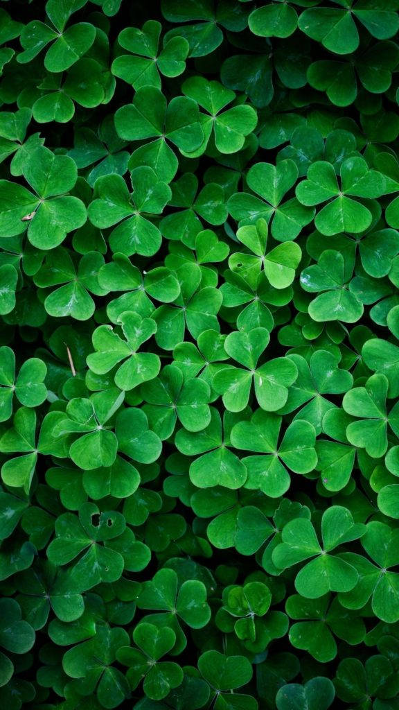 Clover HD Nature Phone, vibrant green, four-leaf clovers, SD Phone Wallpaper