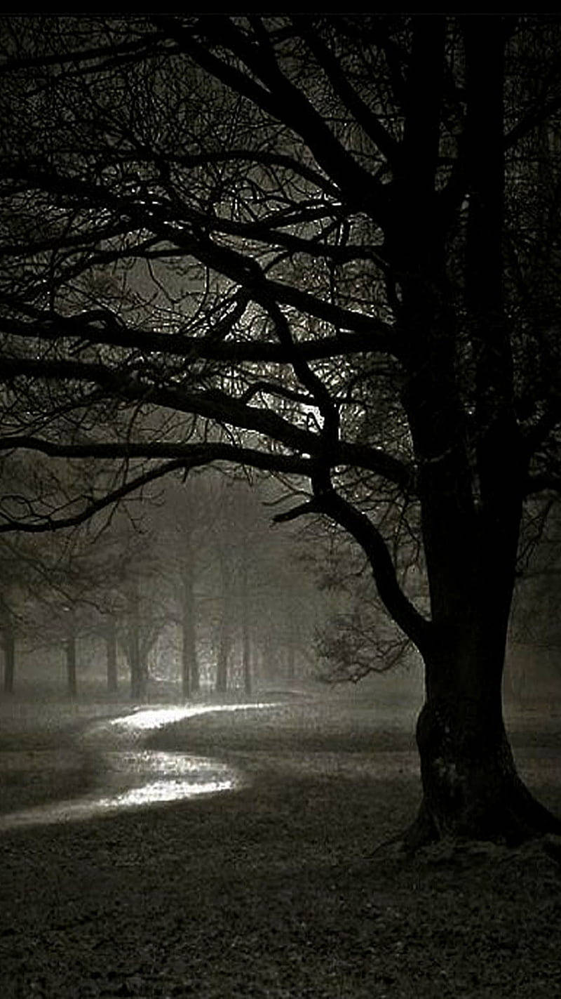 HD Nature Phone, dark forest, misty twilight, HD Phone Wallpaper