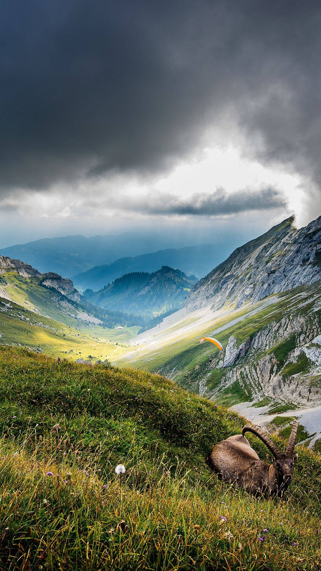 HD Nature Phone, ibex, alpine grass, Full HD Phone Wallpaper
