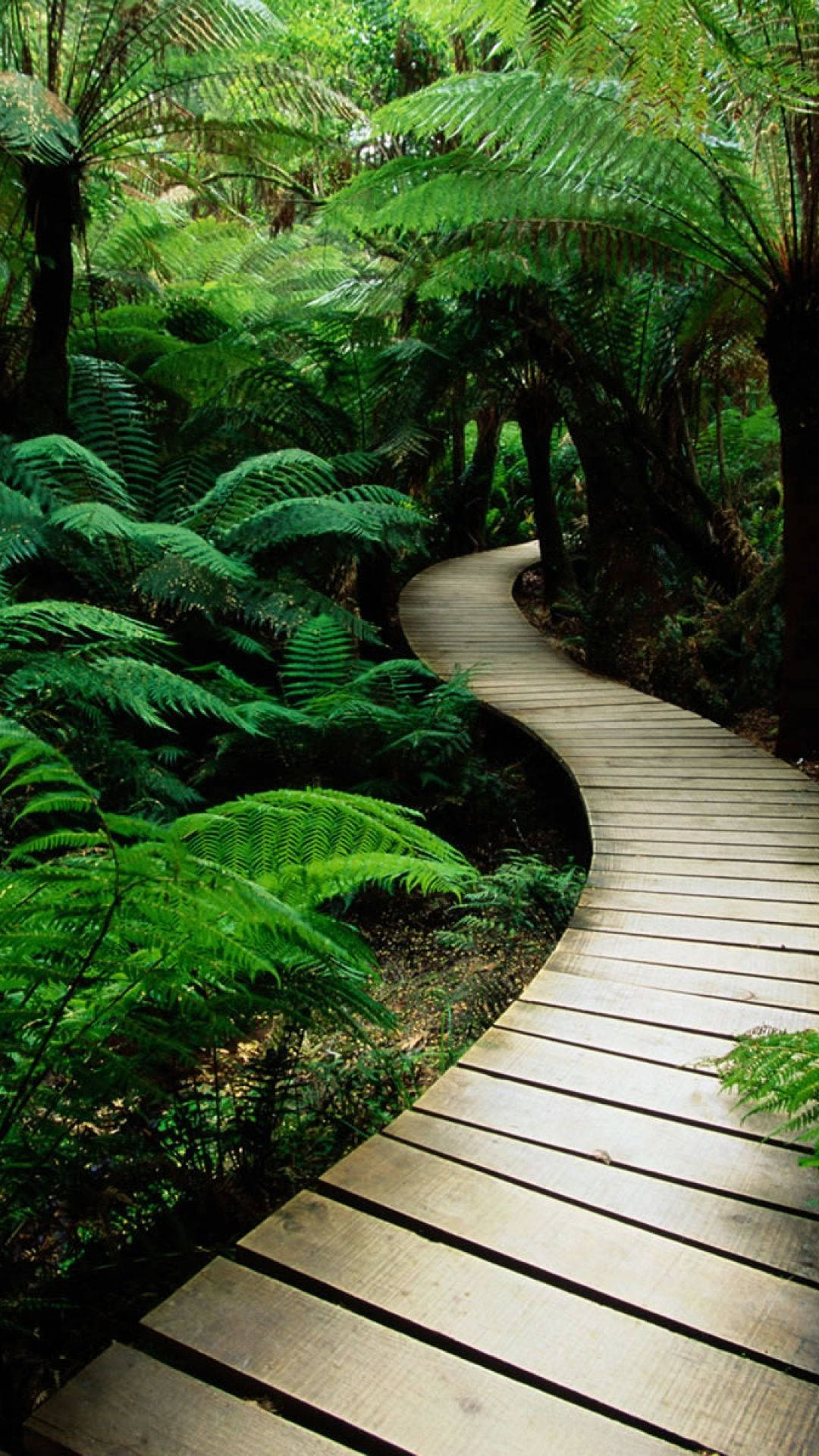 HD Nature Phone, wooden bridge, fern forest, Full HD Phone Wallpaper
