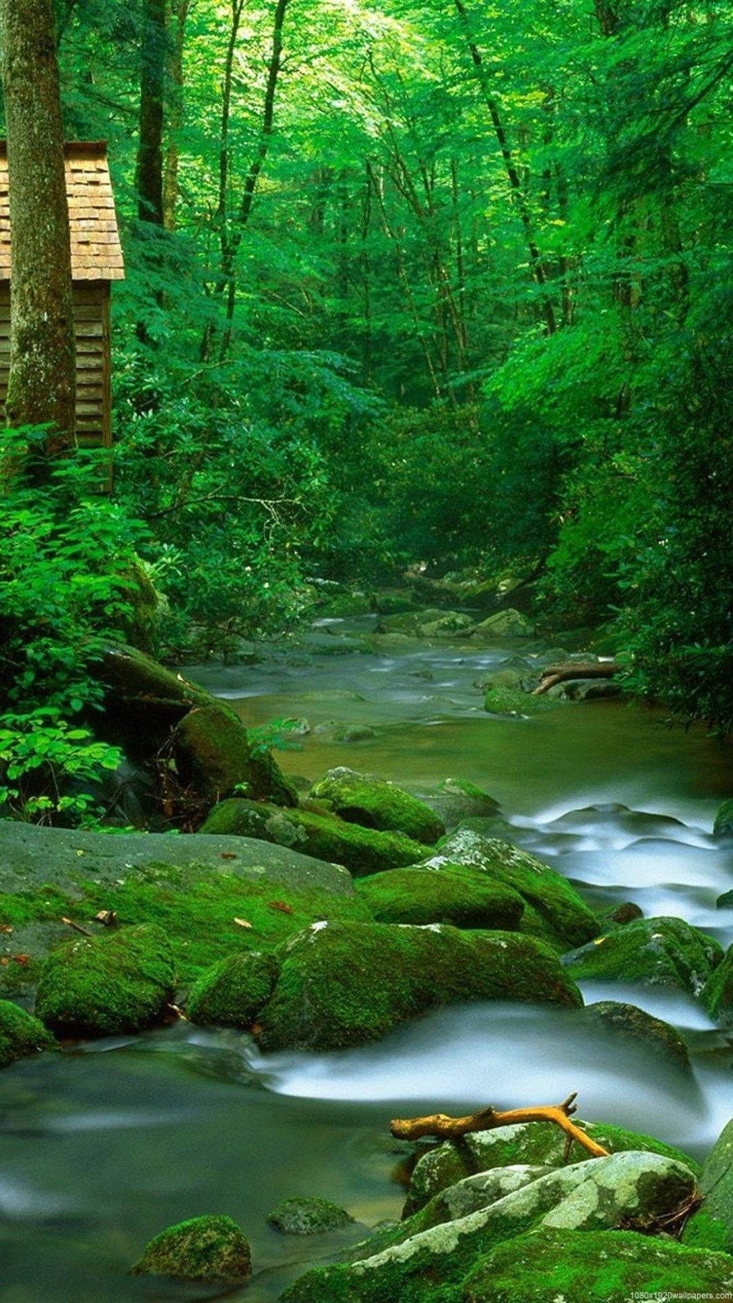 HD Nature Phone, forest stream, mossy rocks, HD Phone Wallpaper