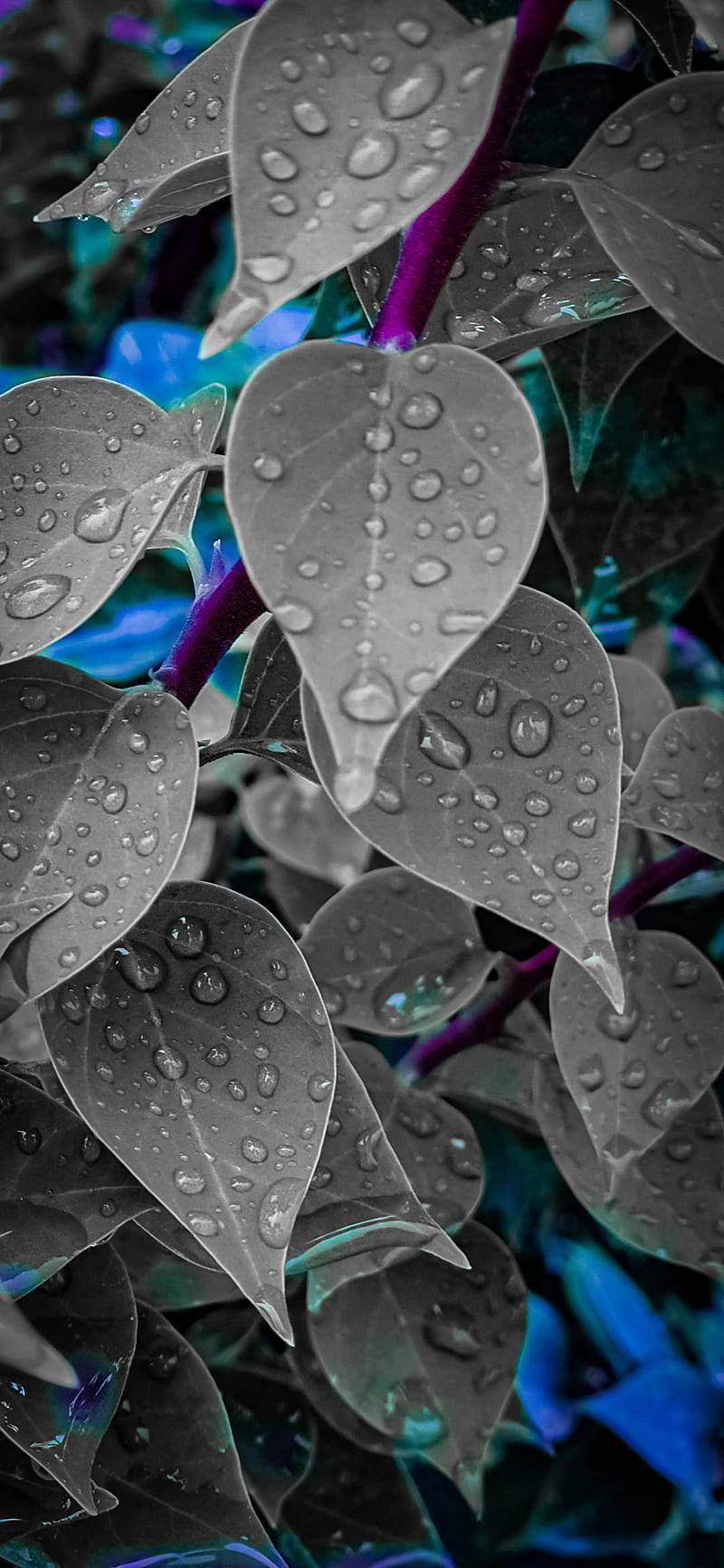 monochrome leaves, vibrant blue and purple glowing background, glistening water droplets, HD Phone Wallpaper