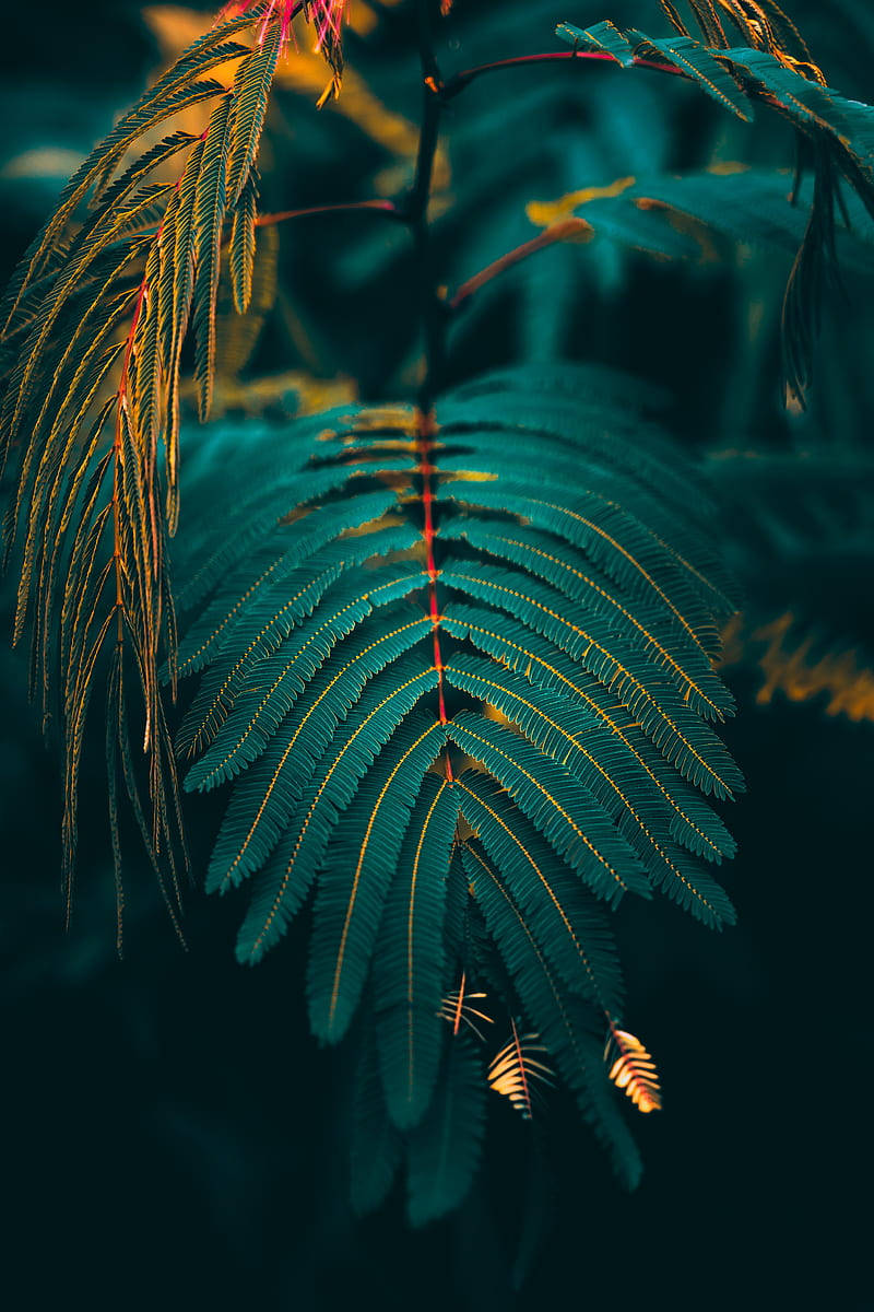 fern leaves, golden light, dark teal background, SD Phone Wallpaper