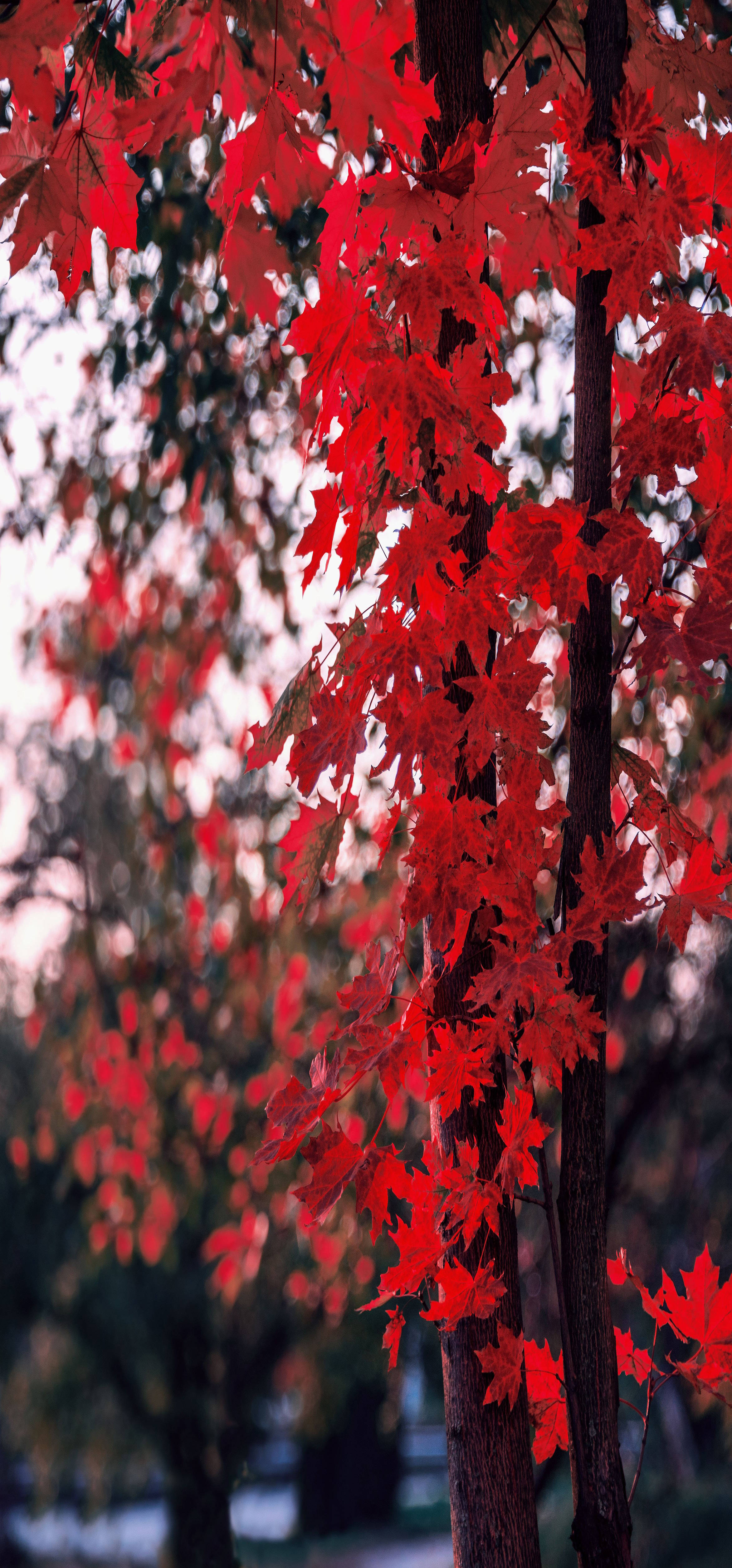 red maple tree, autumn, vibrant red maple leaves, 4K Phone Wallpaper