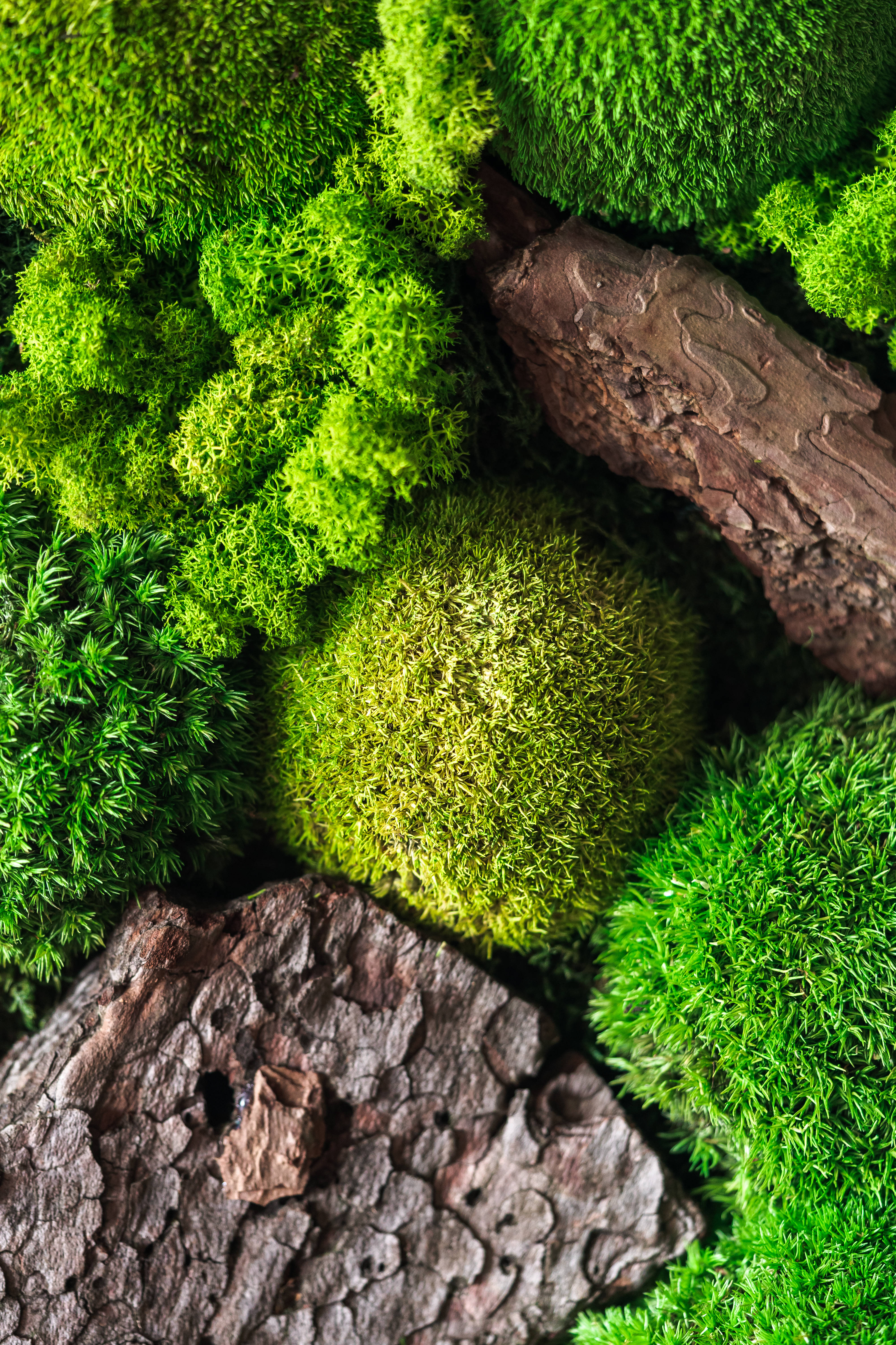 Full HD Phone, pincushion moss, vibrant green, 5K Phone Wallpaper