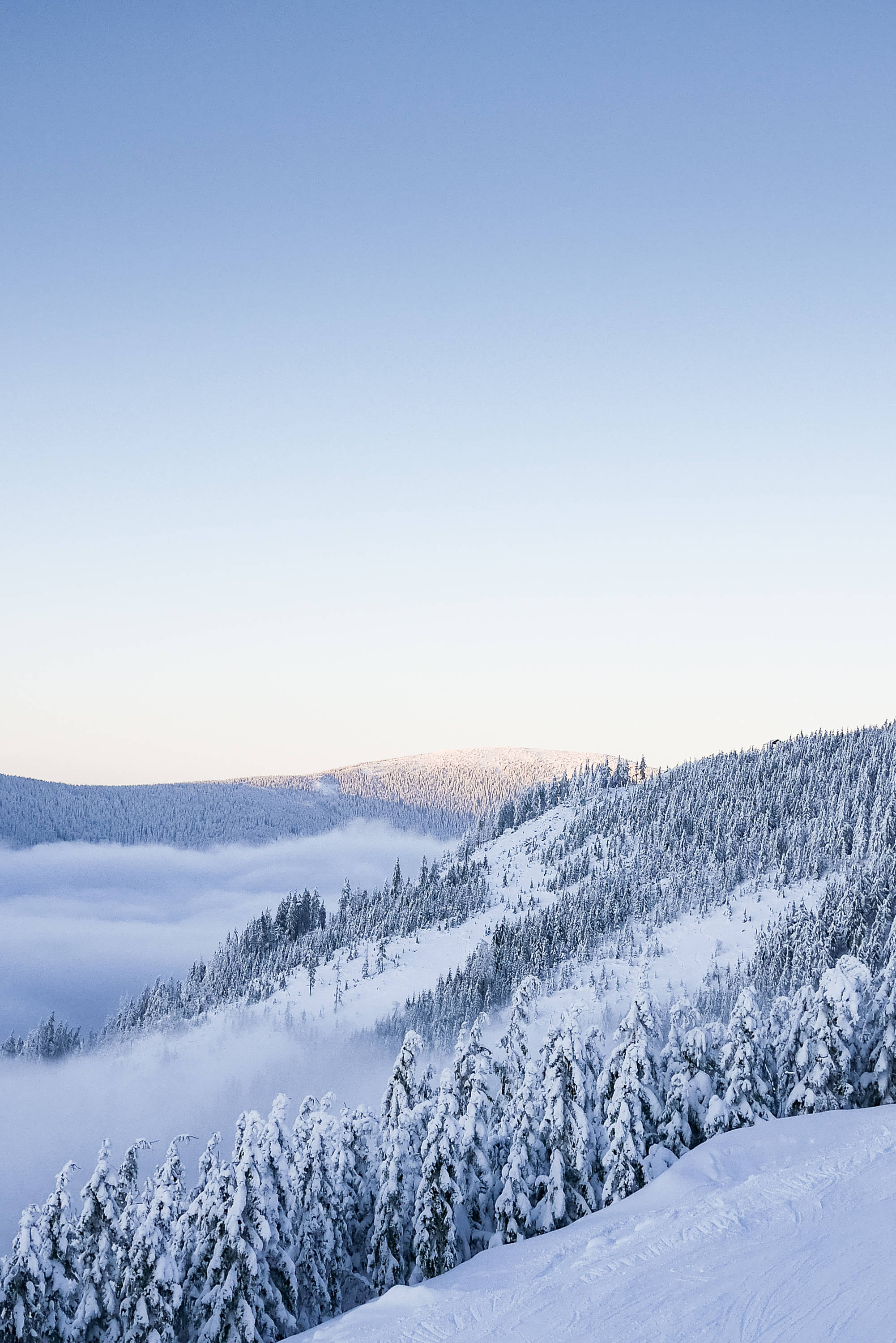 snowy mountains, pine trees, mountain ridge, 2K Phone Wallpaper