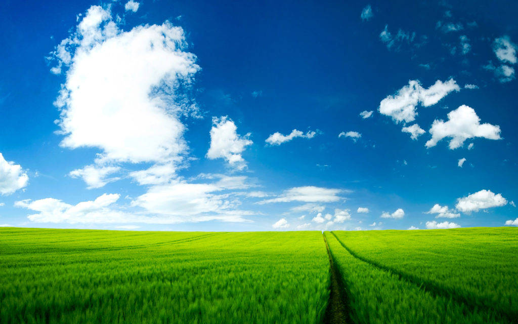 summer day, vibrant green wheat field, brilliant blue sky, SD Desktop Wallpaper