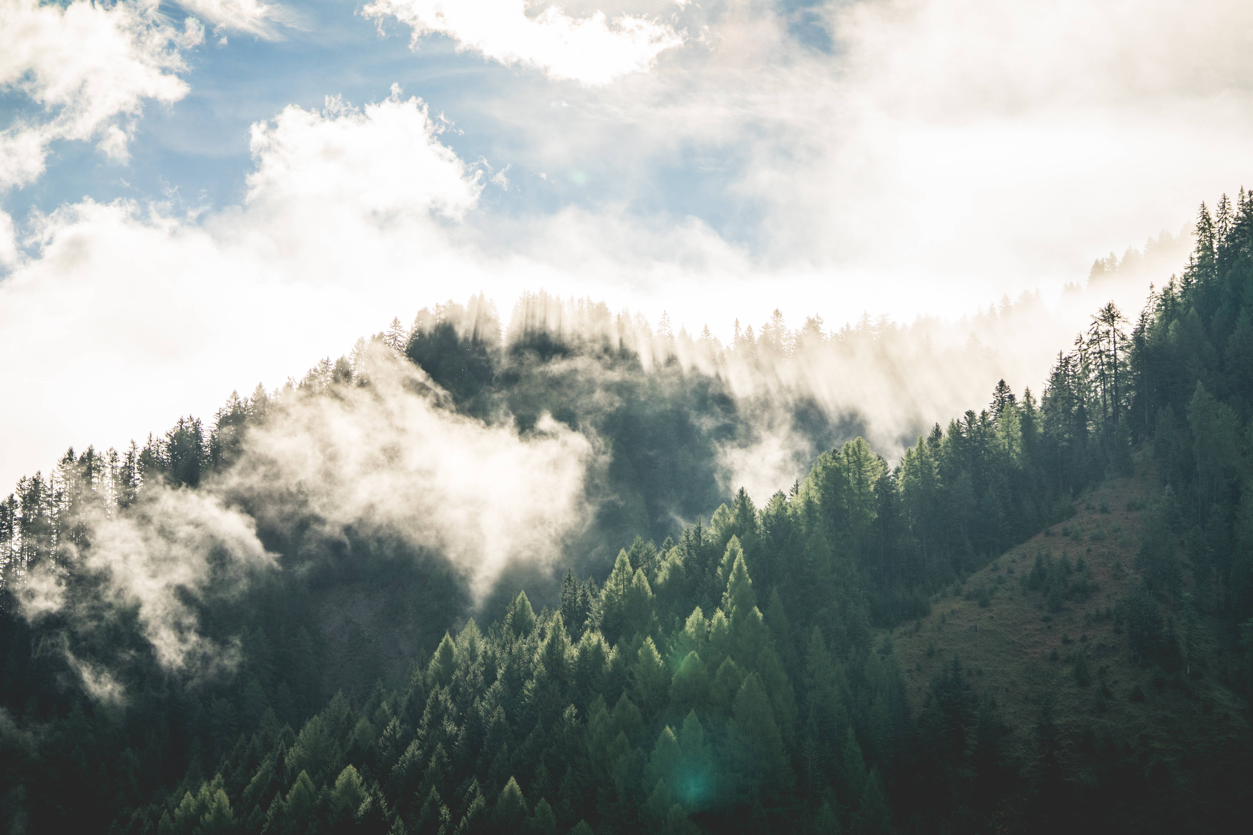 foggy forest, HD Scenery, sunlight, 4K Desktop Wallpaper