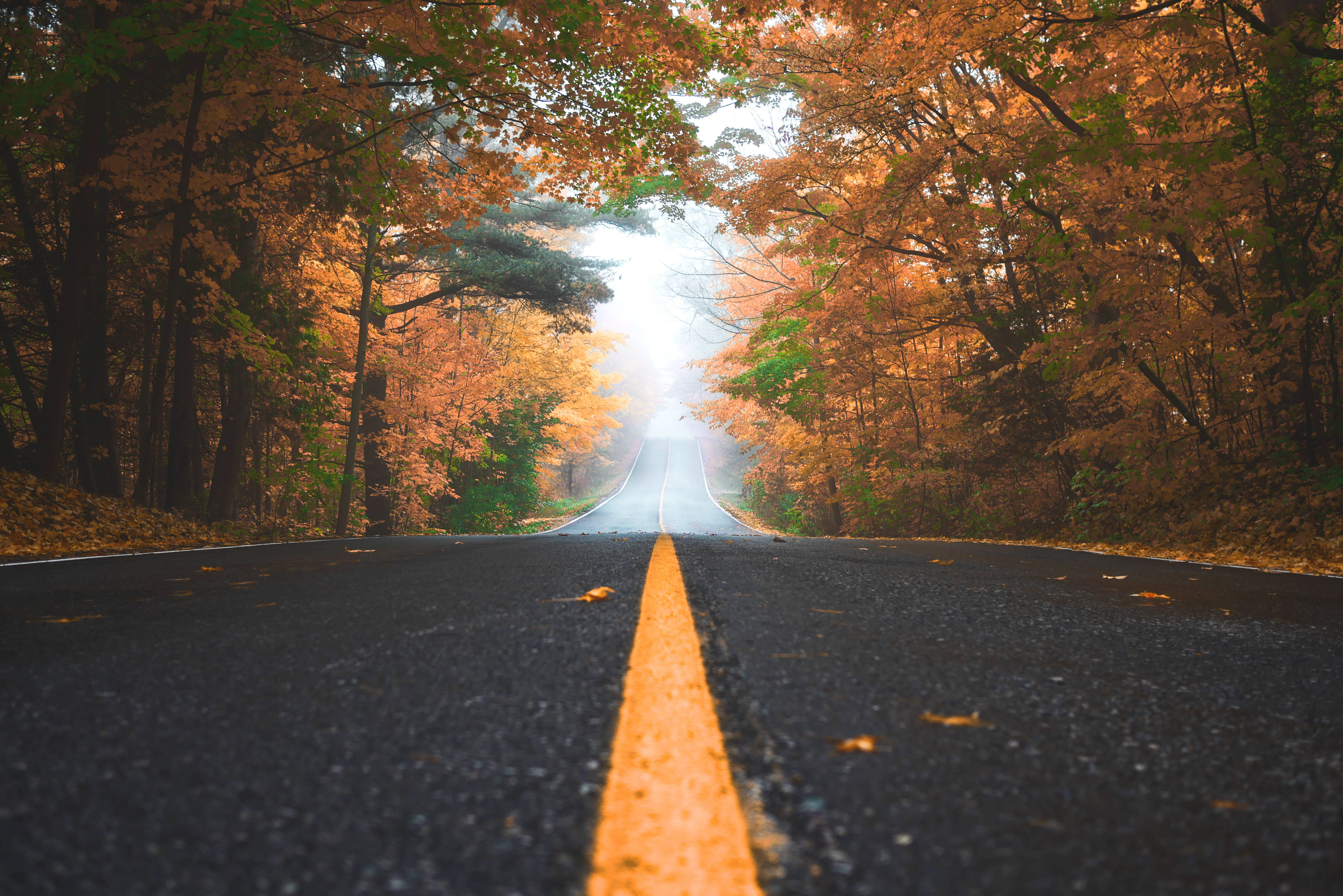 autumn trees, golden leaves, winding road, 4K Desktop Wallpaper