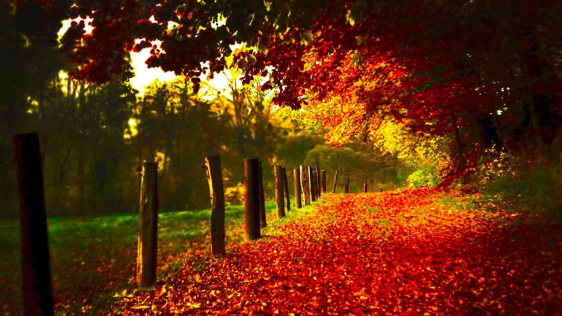 autumn landscape, sunlit forest path, vibrant red autumn leaves, Full HD Desktop Wallpaper