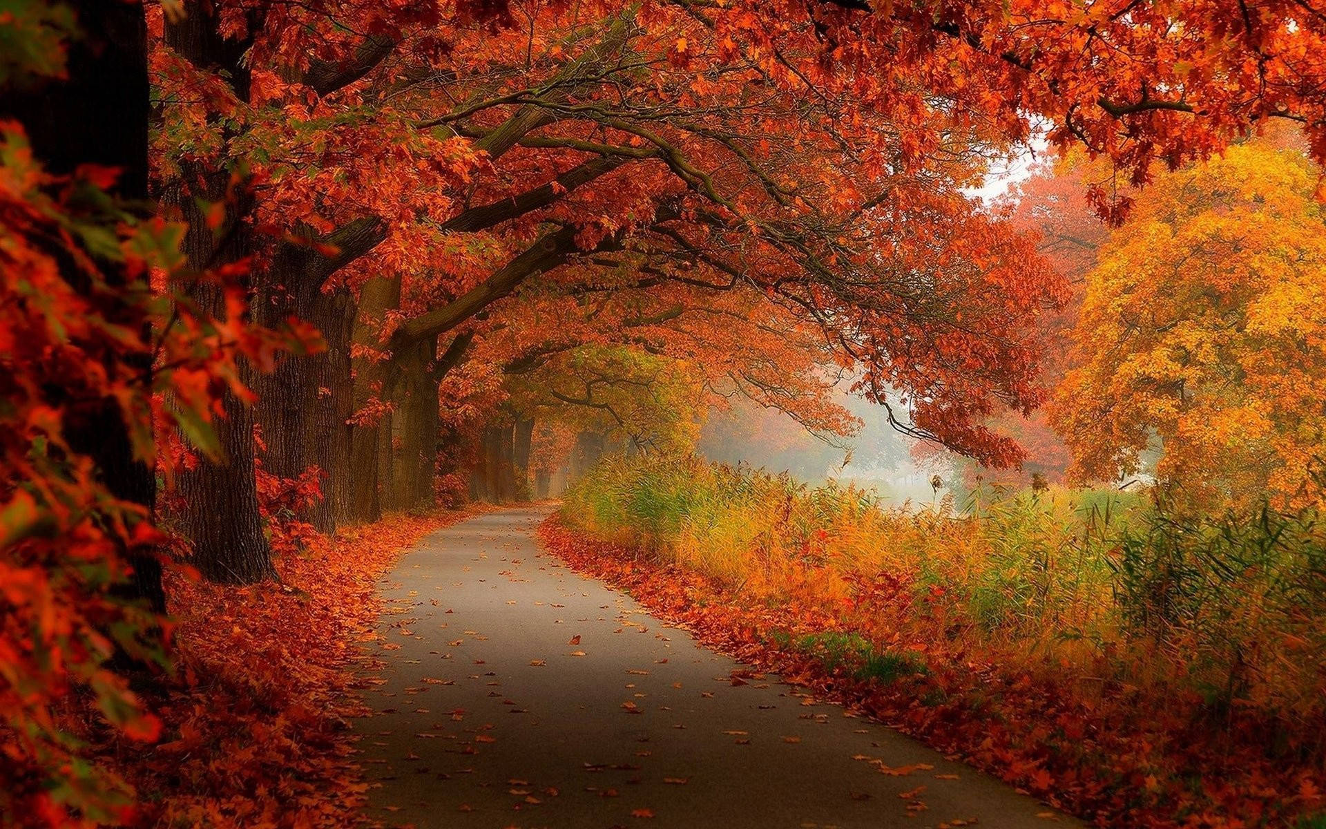 fall foliage, winding path, vibrant red and orange autumn trees, Full HD Desktop Wallpaper