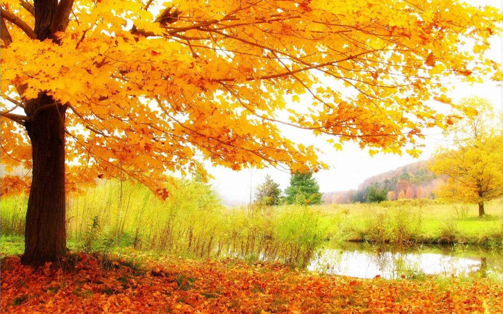 golden maple tree, carpet of fallen leaves, calm stream, SD Desktop Wallpaper
