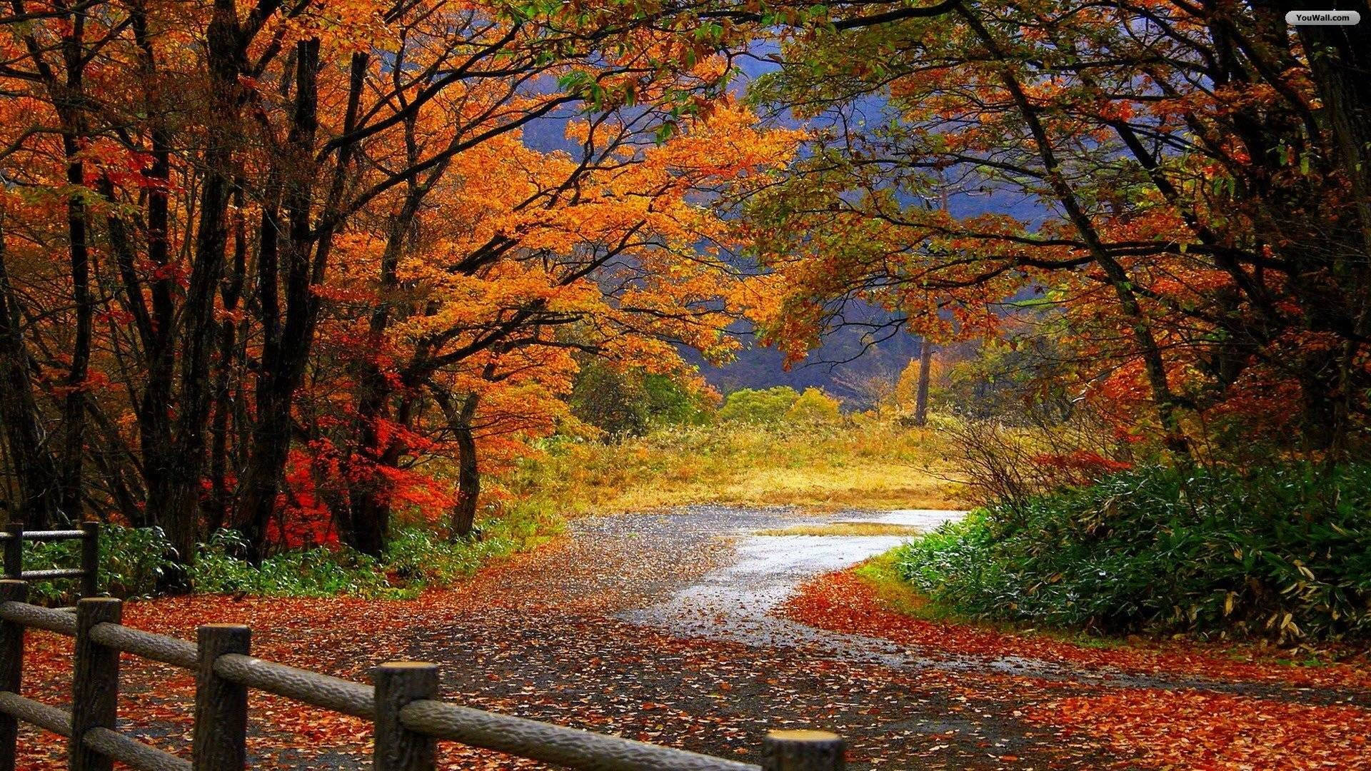 autumn road, vibrant autumn forest, fiery orange and red leaves, Full HD Desktop Wallpaper