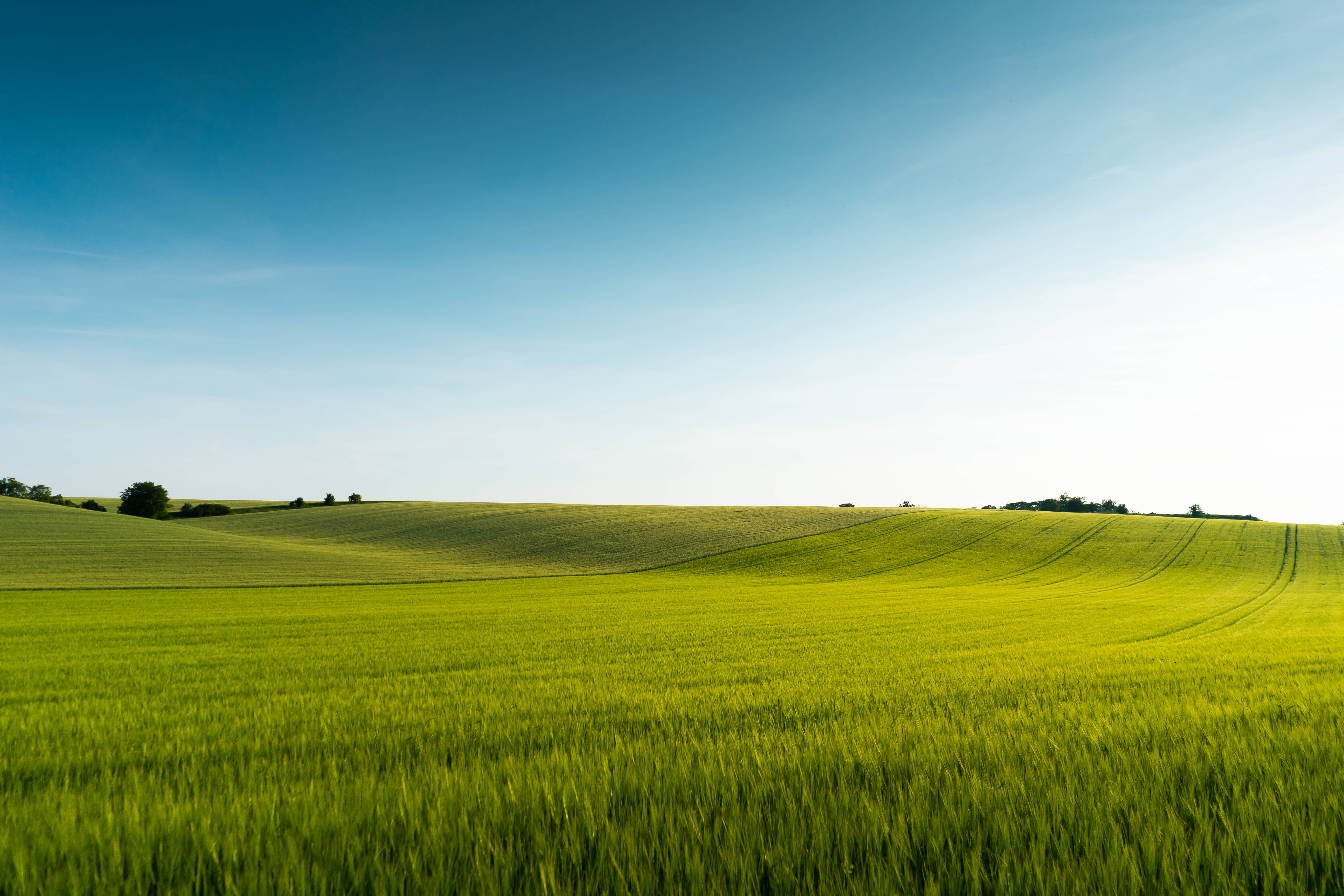 green fields, rolling green wheat fields, clear blue sky, 5K Desktop Wallpaper
