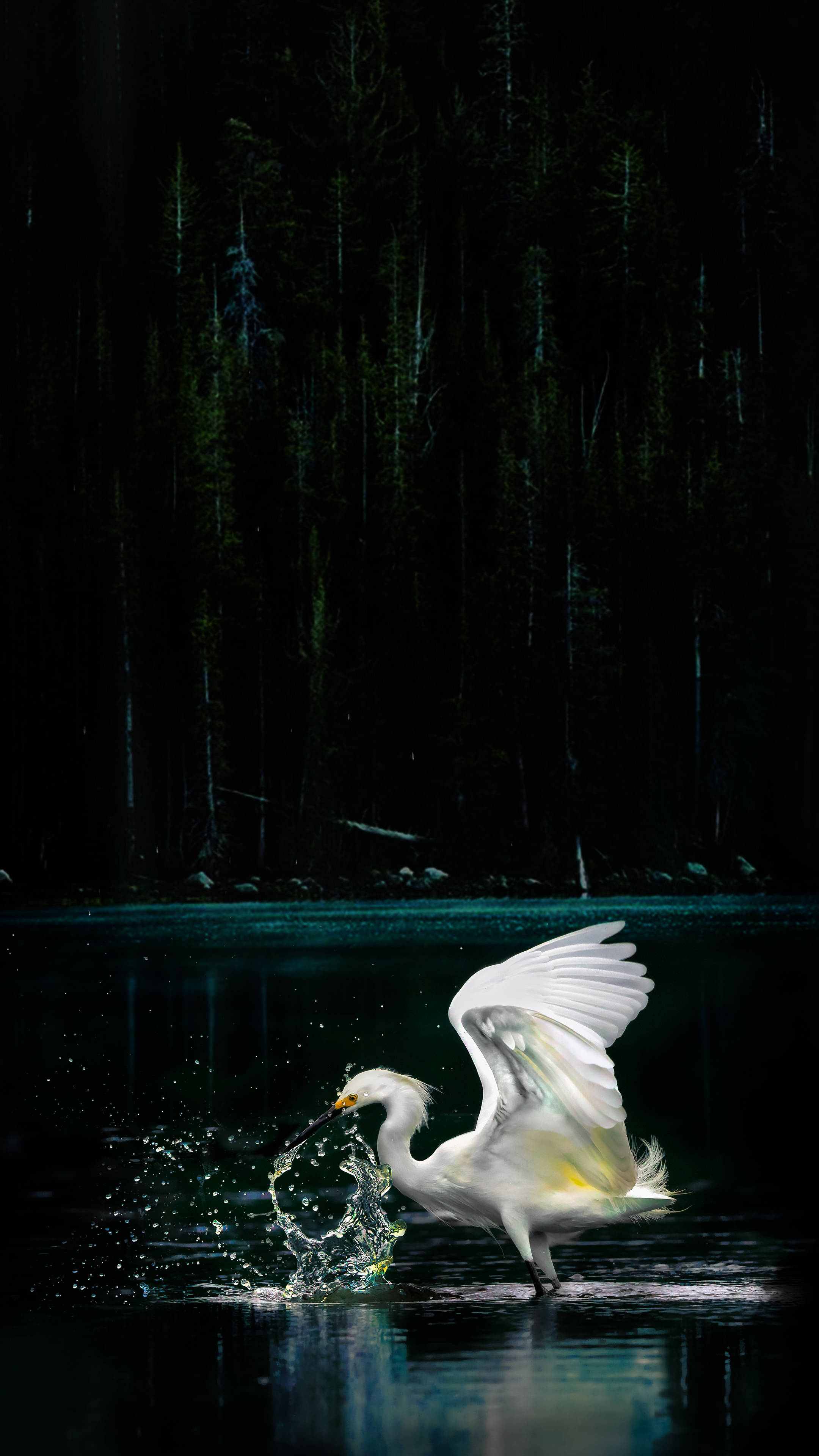 white egret, wings spread, dark water, 4K Phone Wallpaper