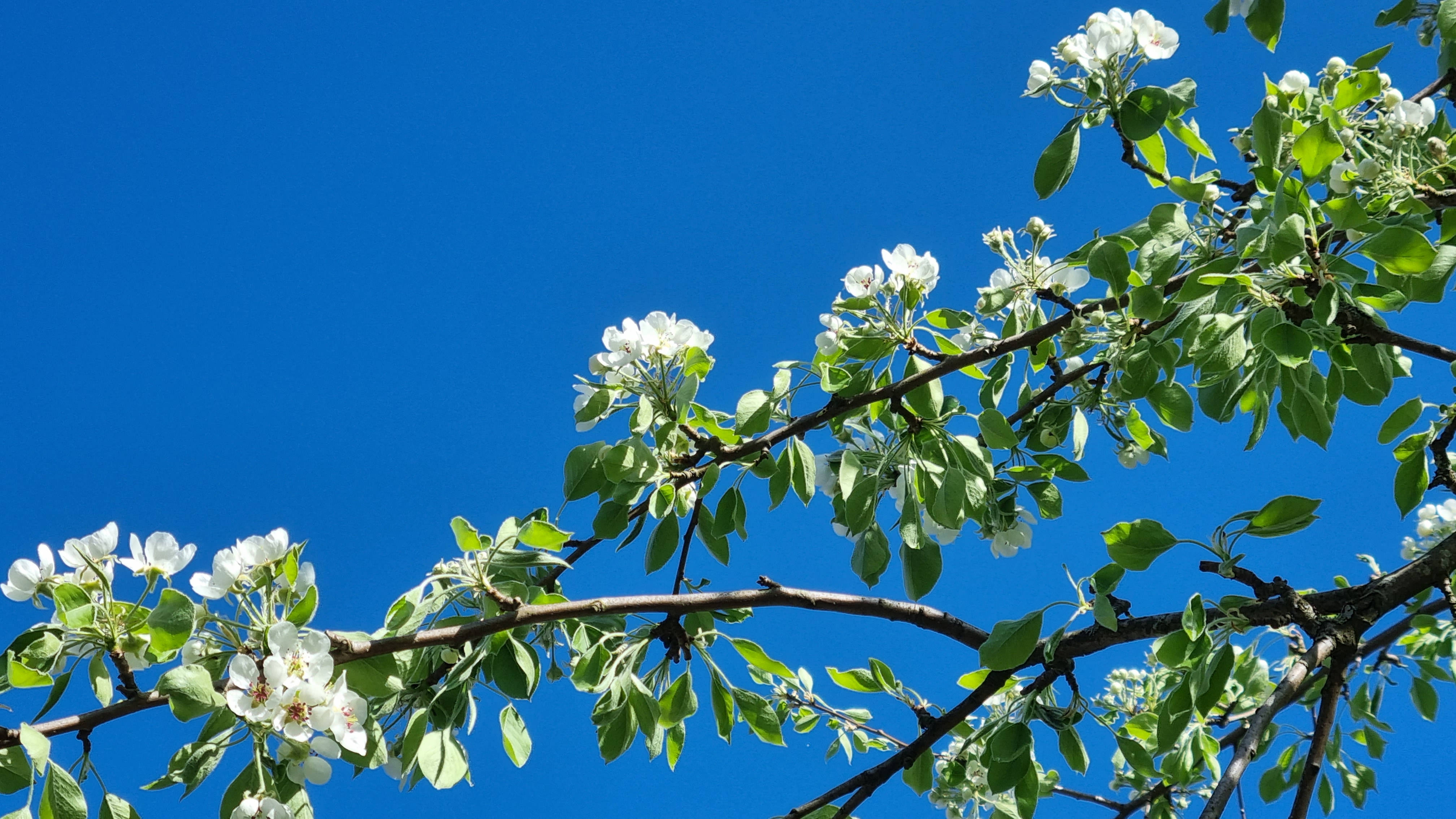 HD Spring, white flowering tree, white blossoms, 4K Desktop Wallpaper