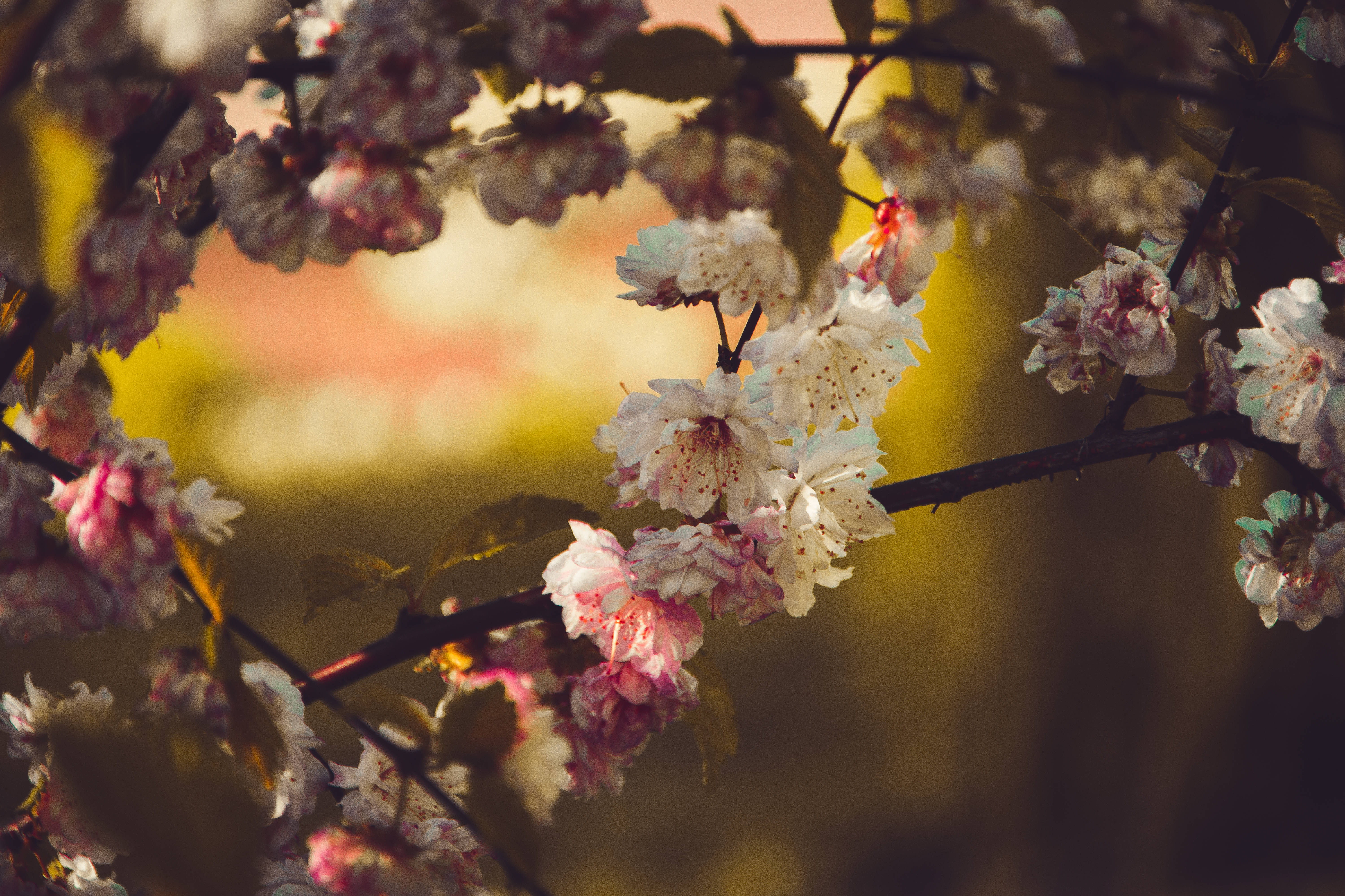 HD Spring, white petaled flowers, cherry blossoms, 5K Desktop Wallpaper