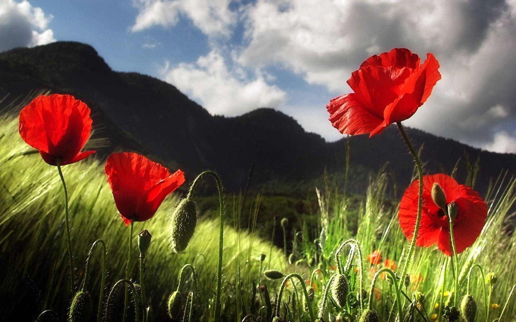 HD Spring, poppy flowers, vibrant red, HD Desktop Wallpaper