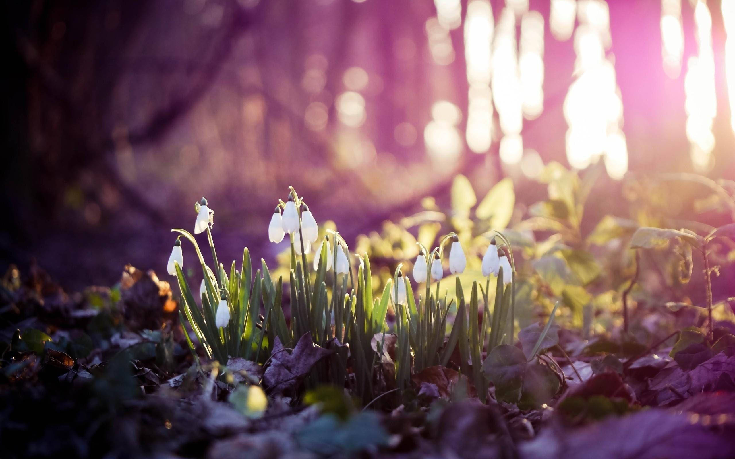 HD Spring, snowdrops, white snowdrop flowers, 2K Desktop Wallpaper