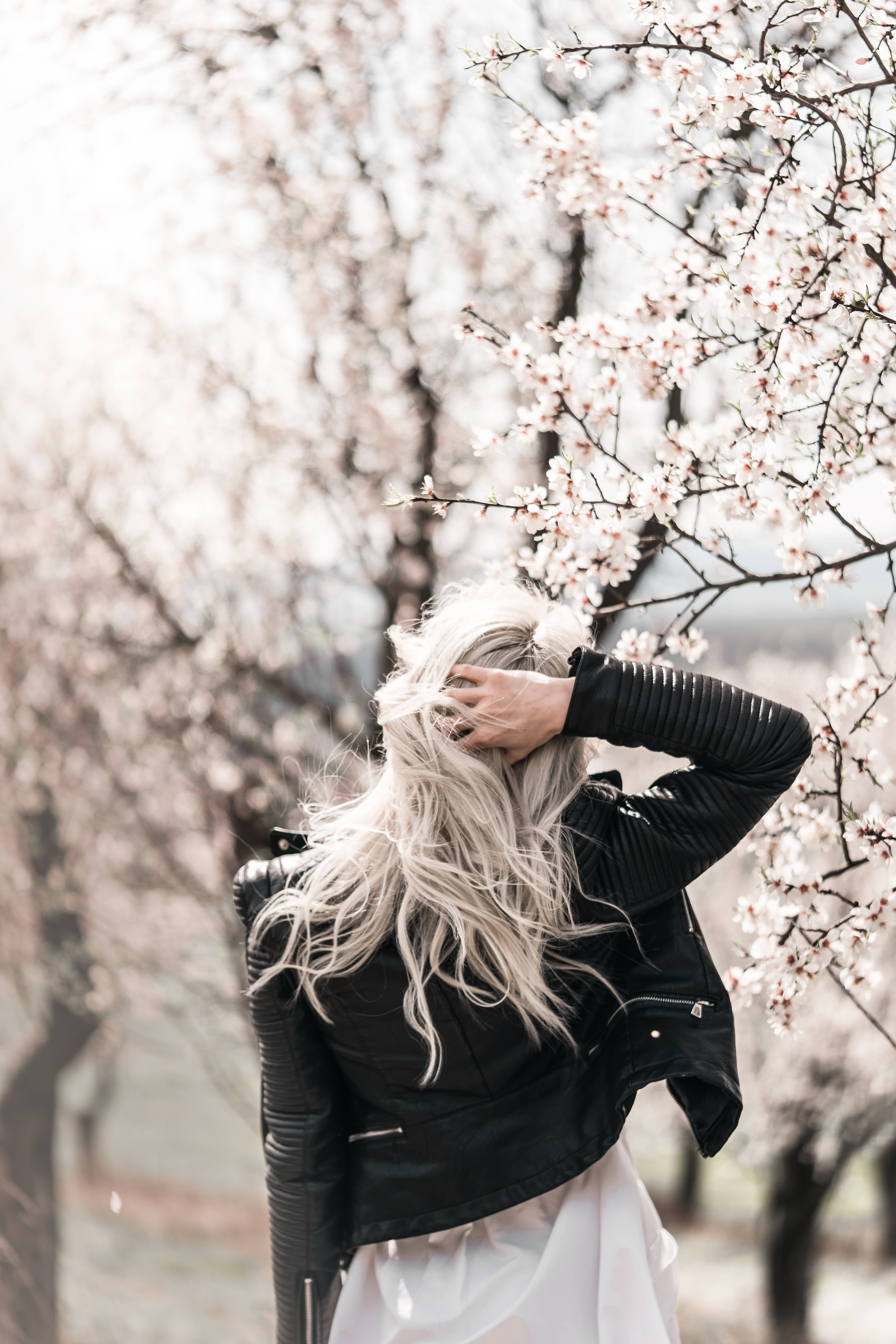 HD Spring, almond orchard, cherry blossom trees, 5K Phone Wallpaper