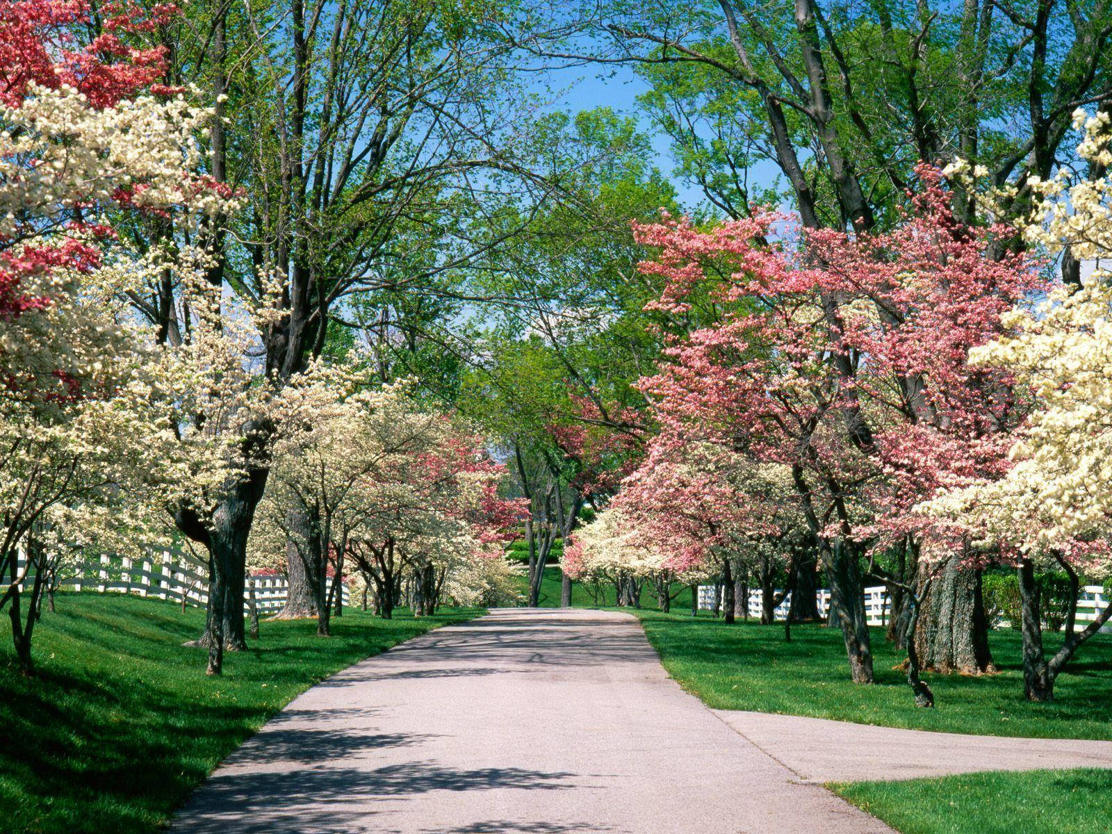 dogwood trees, blooming pink and white trees, winding path, HD Desktop Wallpaper
