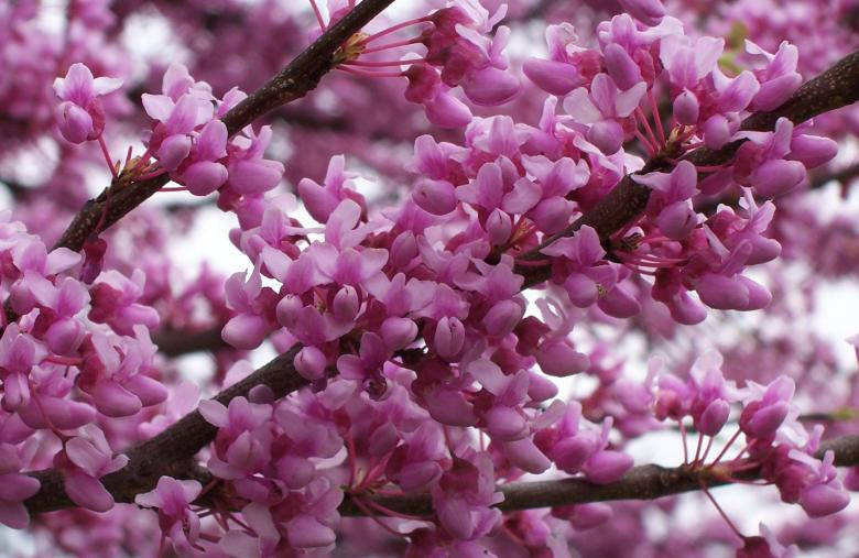 vibrant pink blossoms, dark branches, soft blurred background, SD Desktop Wallpaper