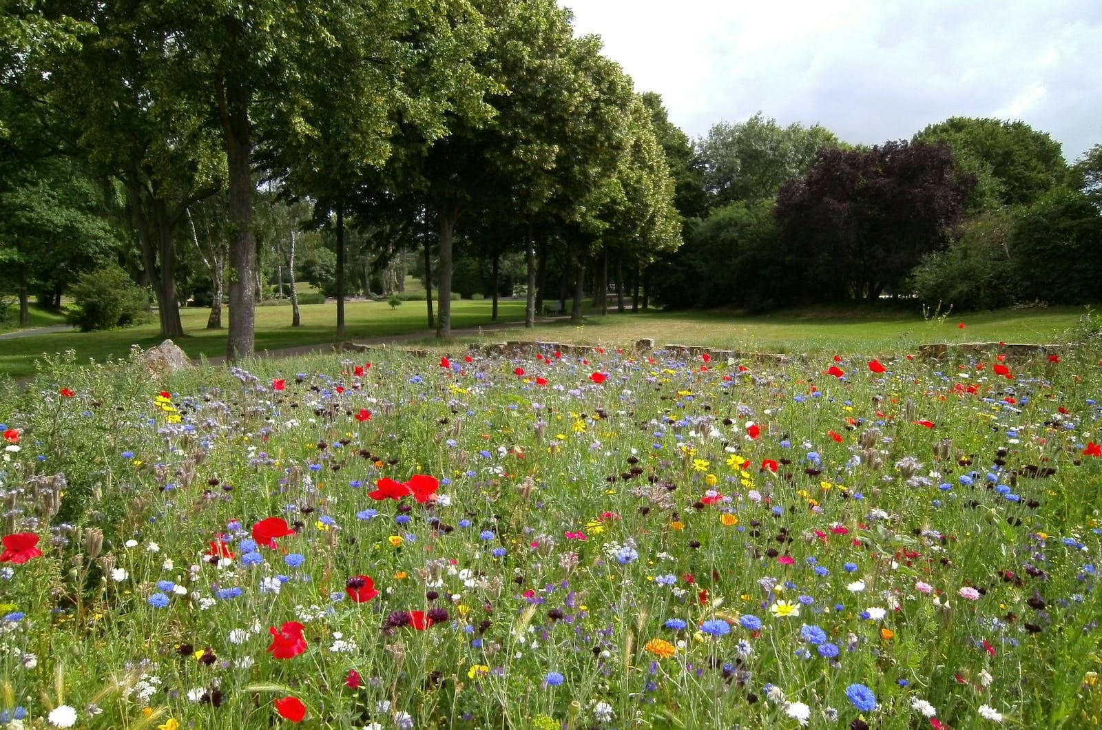HD Spring, red poppies, blue cornflowers, HD Desktop Wallpaper