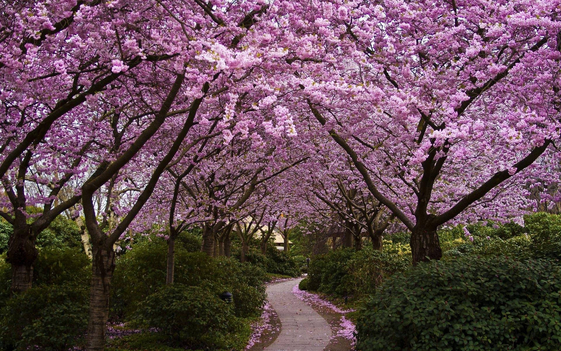 HD Spring, sakura tree, winding stone path, Full HD Desktop Wallpaper