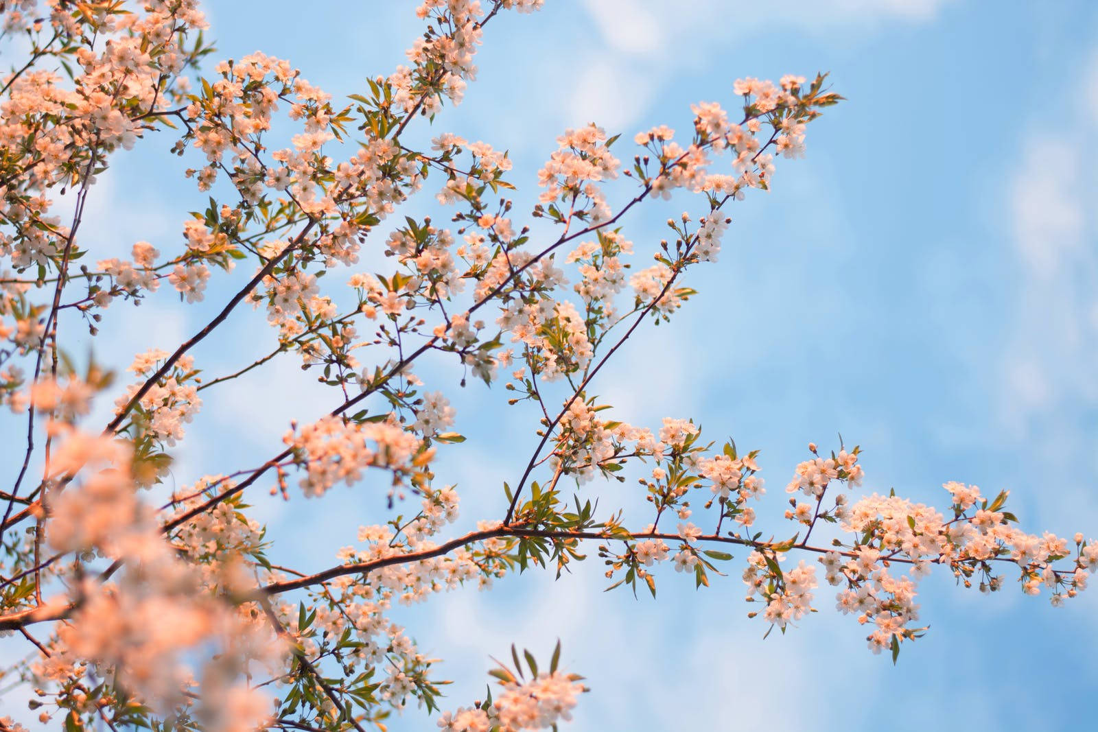 white flowering tree, pink cherry blossoms, soft blue sky, HD Desktop Wallpaper