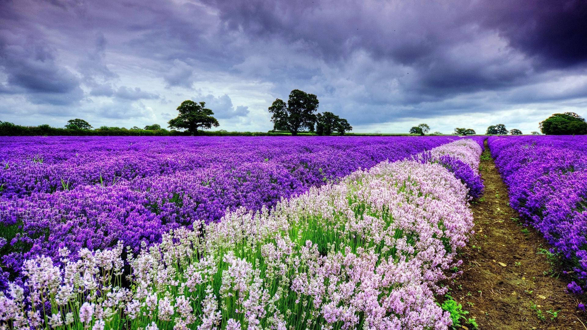 HD Spring, English Lavender Field, vivid purple, Full HD Desktop Wallpaper