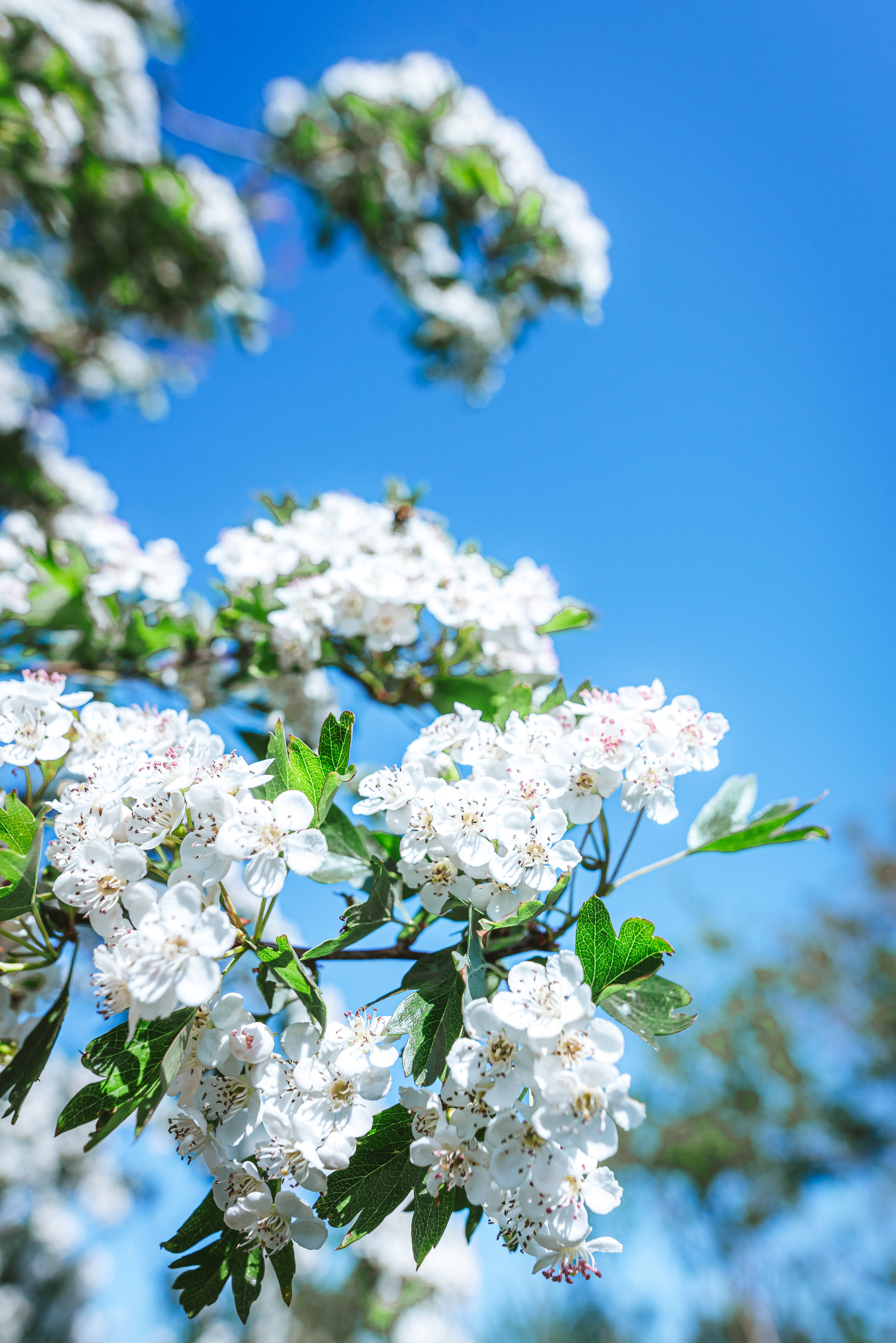 HD Spring, white blossom, tree branch, 5K Phone Wallpaper