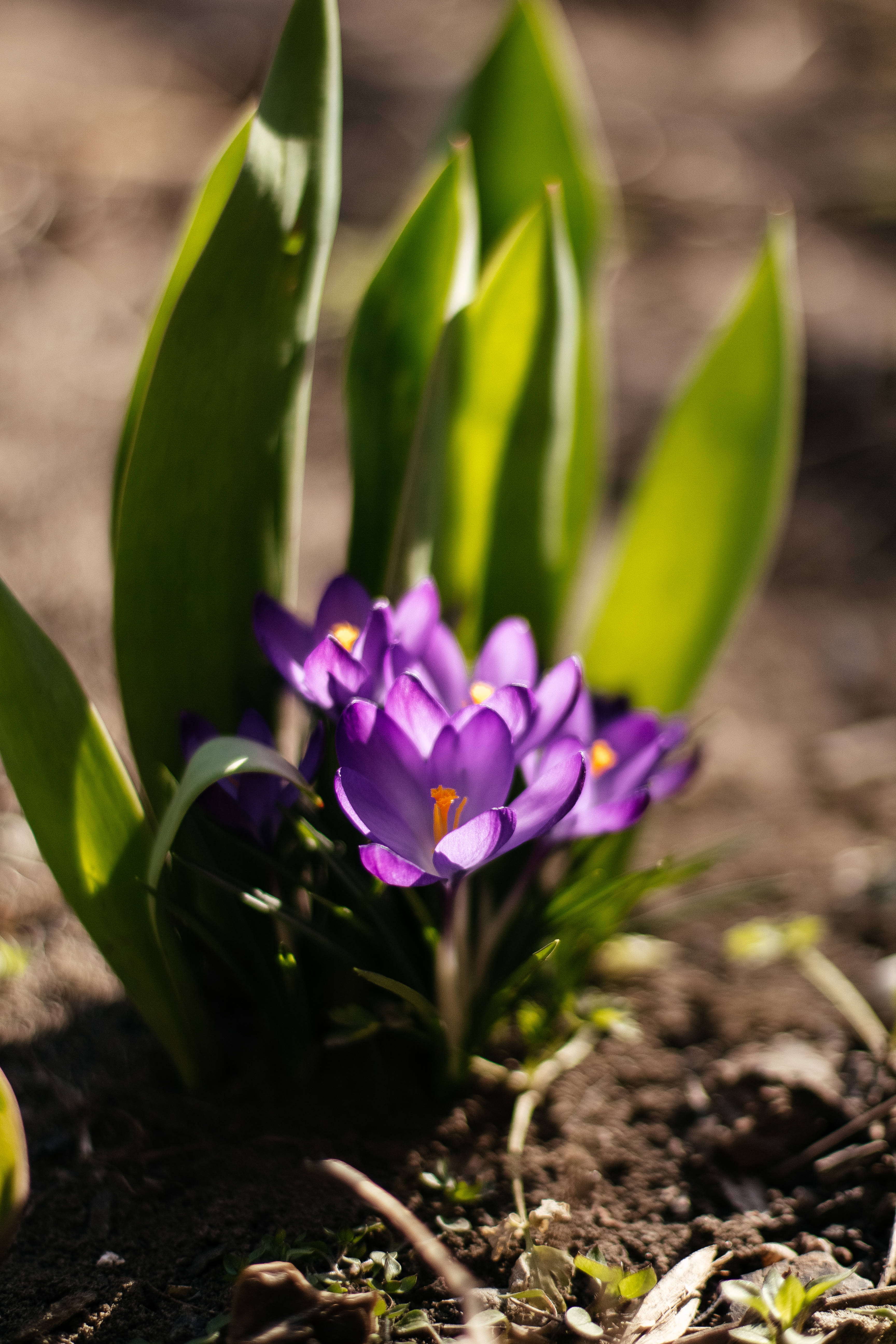 violet crocus flower, green leaves, earthy soil, 5K Phone Wallpaper