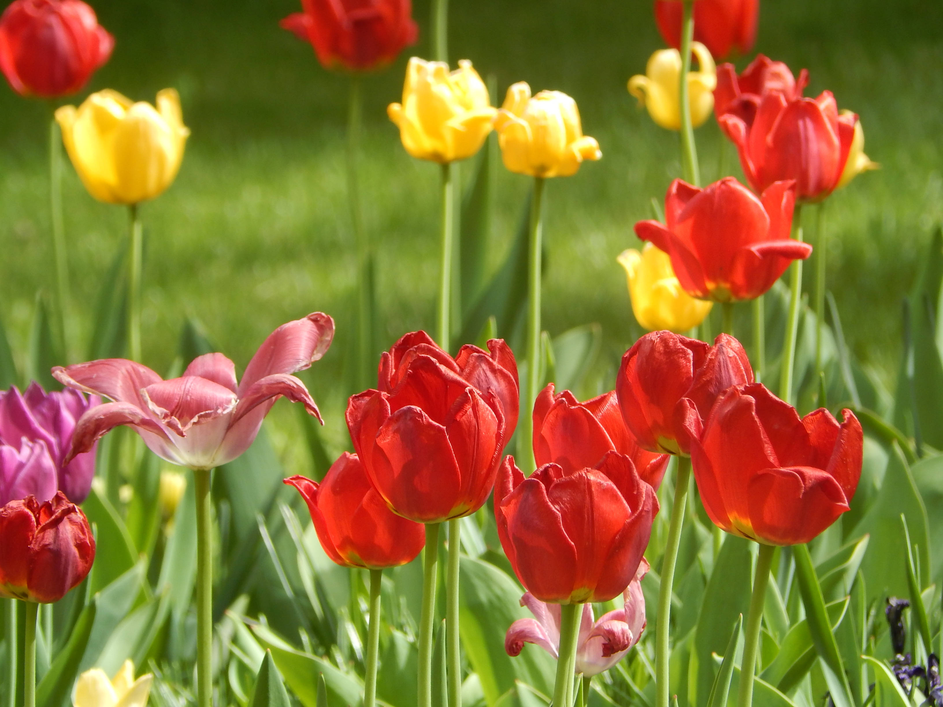 red tulips, yellow tulips, pink tulips, 2K Desktop Wallpaper
