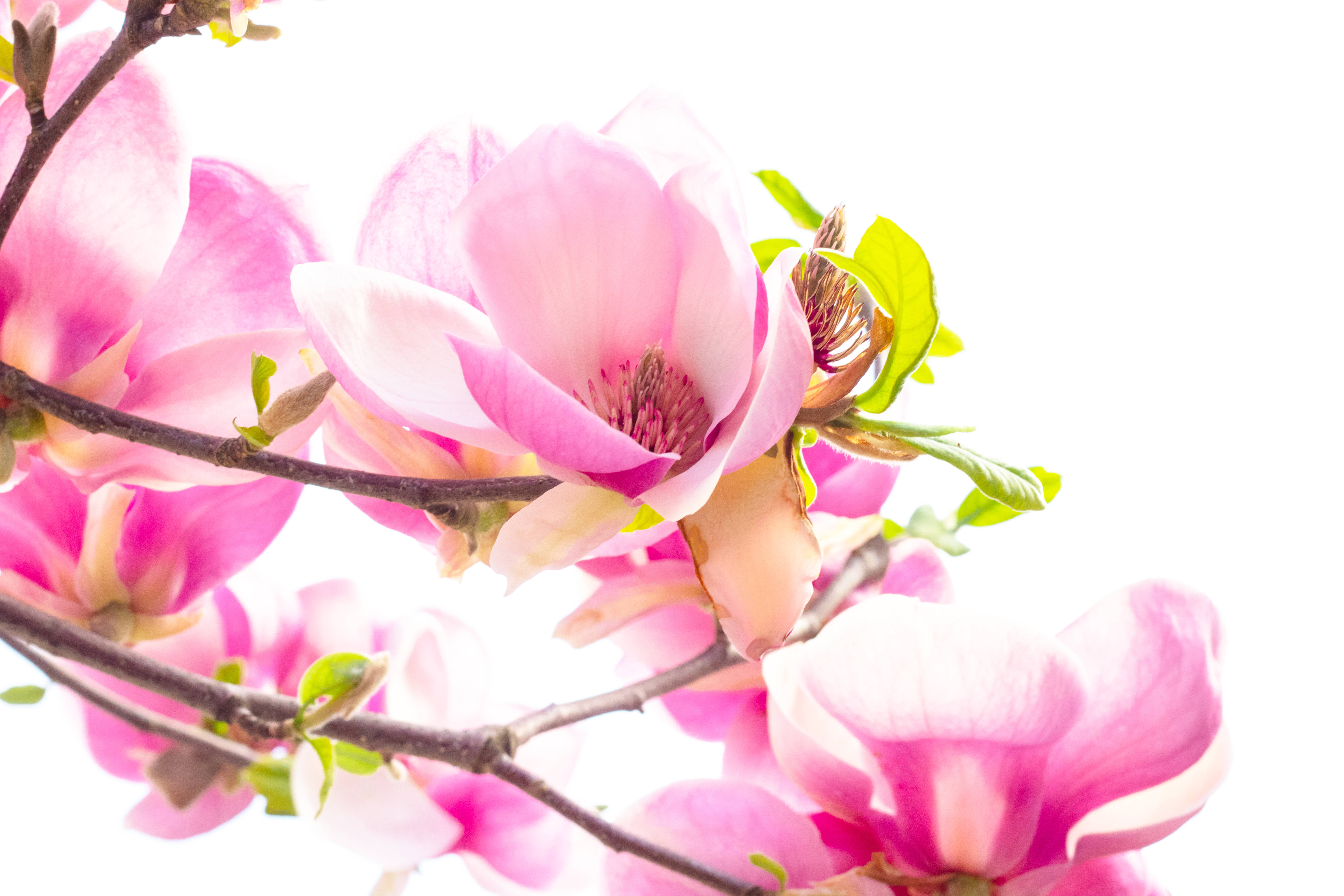 HD Spring, magnolia liliiflora, soft pink blossoms, 5K Desktop Wallpaper