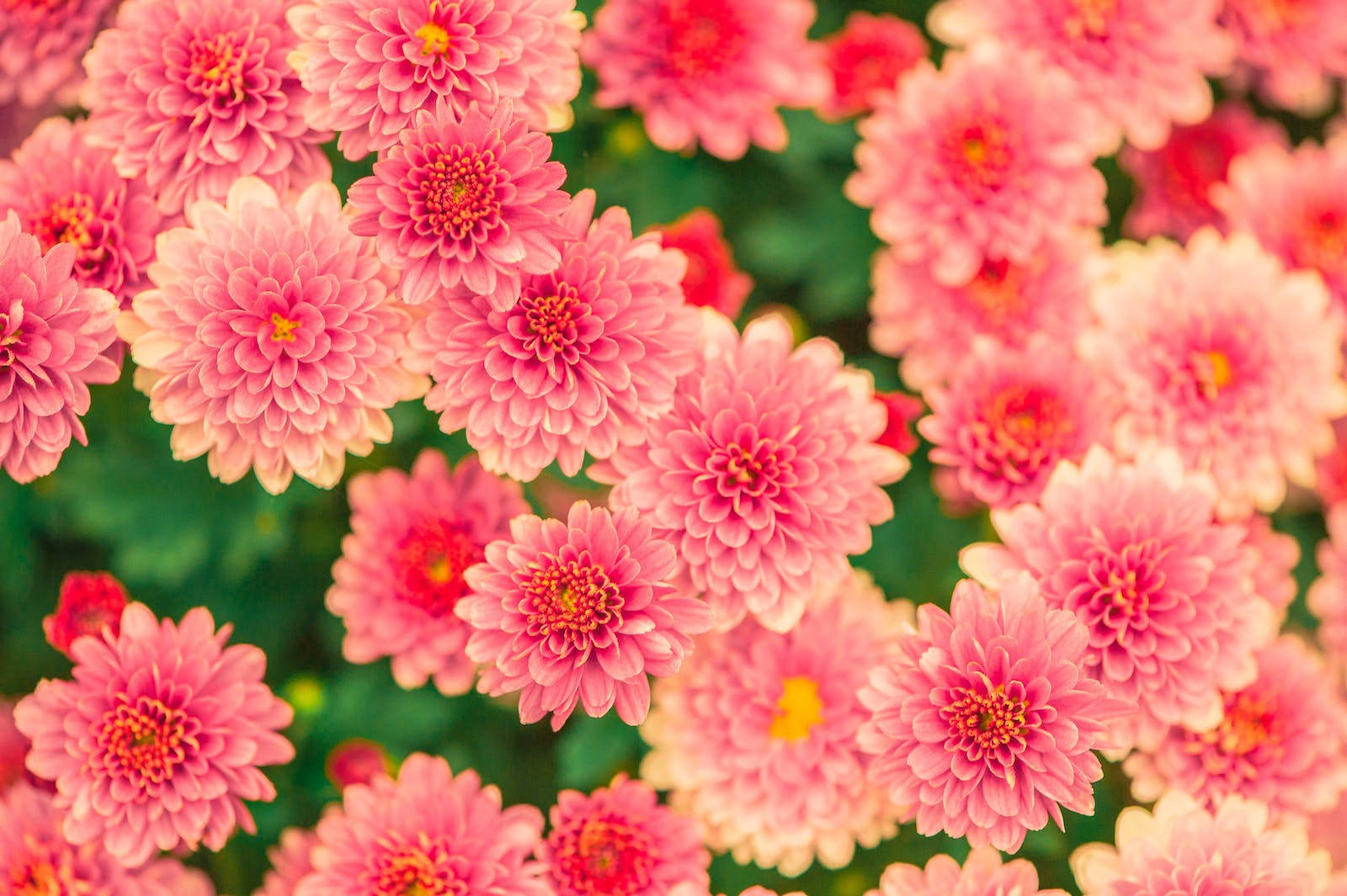 HD Spring, chrysanthemums, vibrant pink, HD Desktop Wallpaper