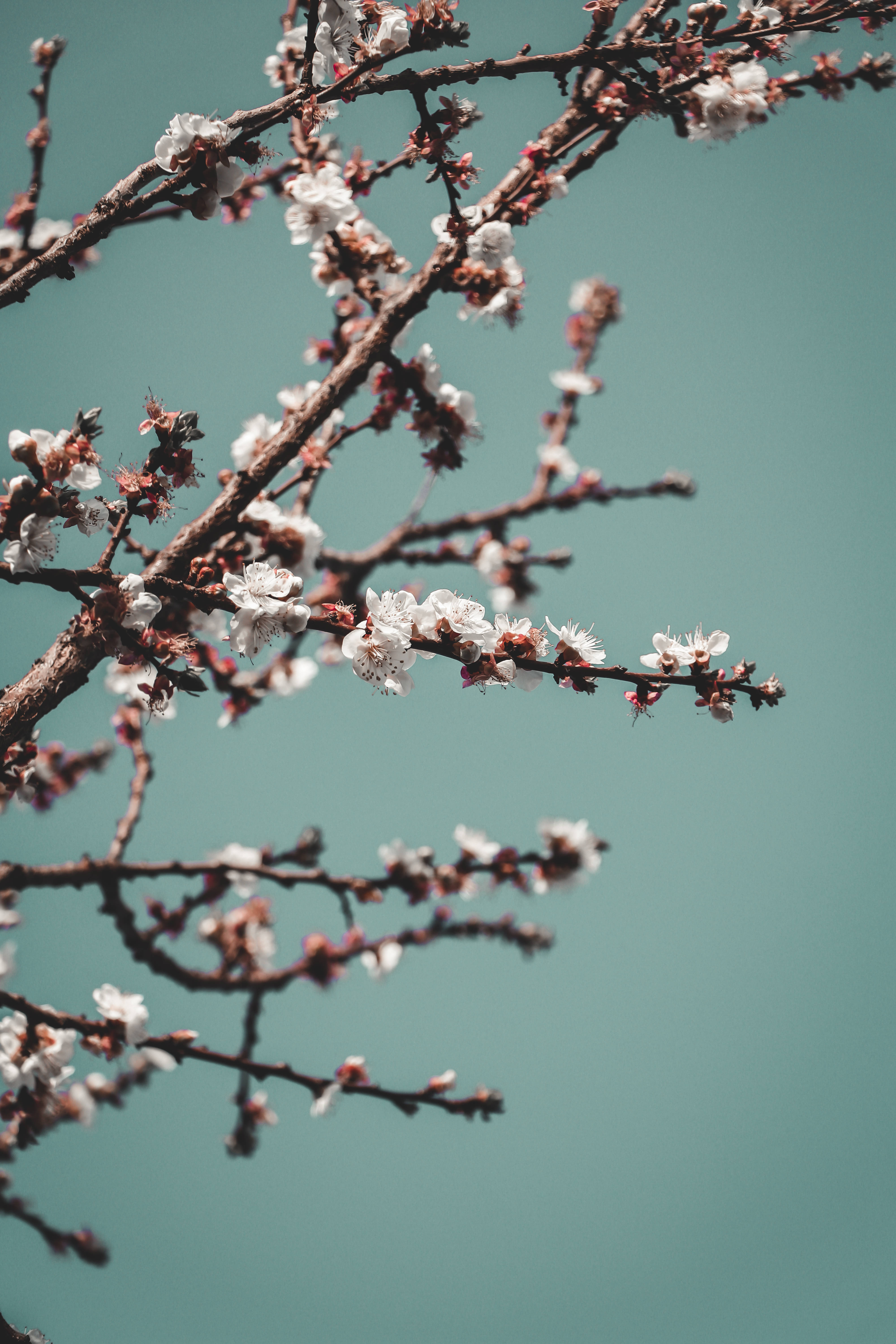 HD Spring, plum blossom, white cherry blossoms, 5K Phone Wallpaper