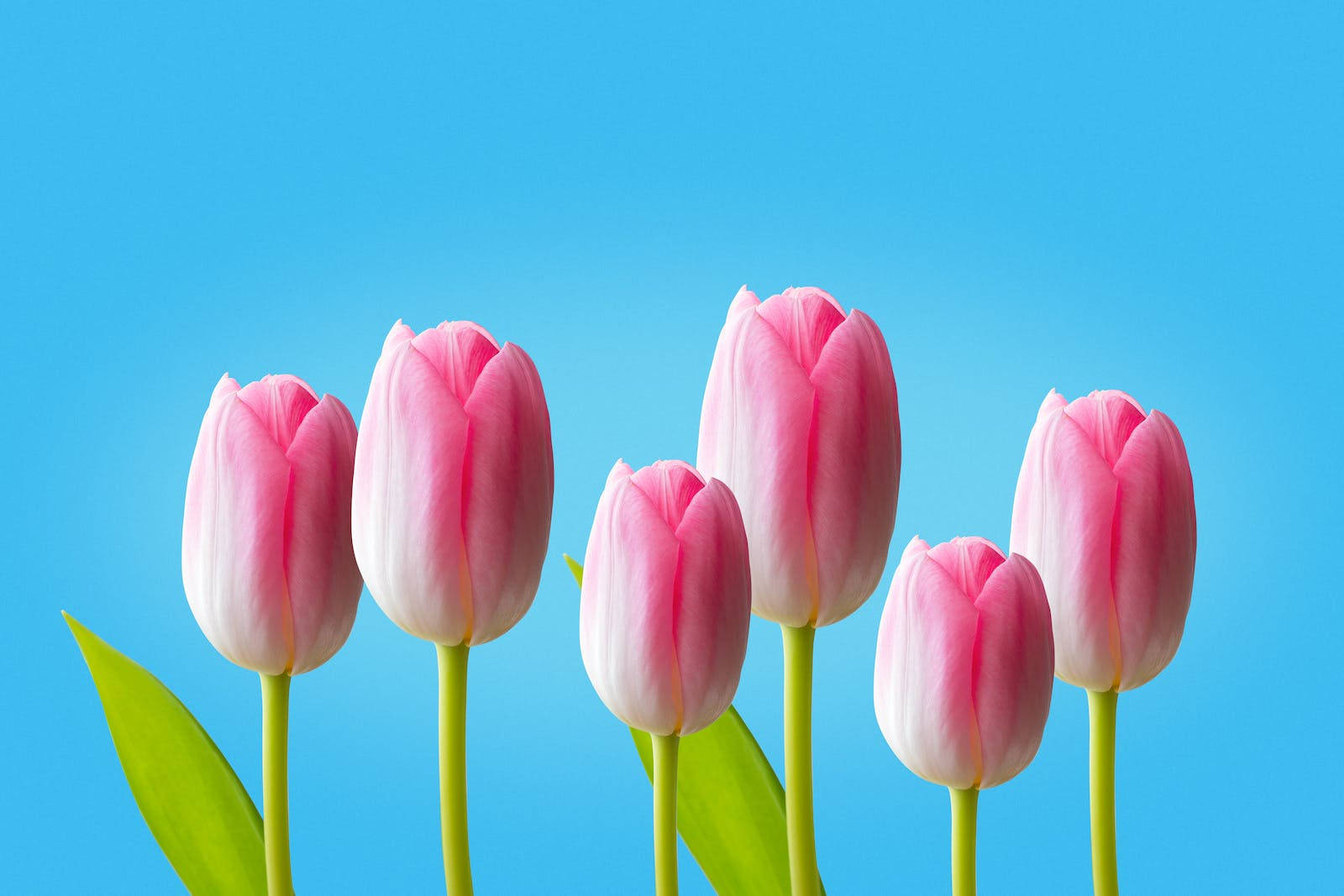 HD Spring, pink tulips, green stems, HD Desktop Wallpaper