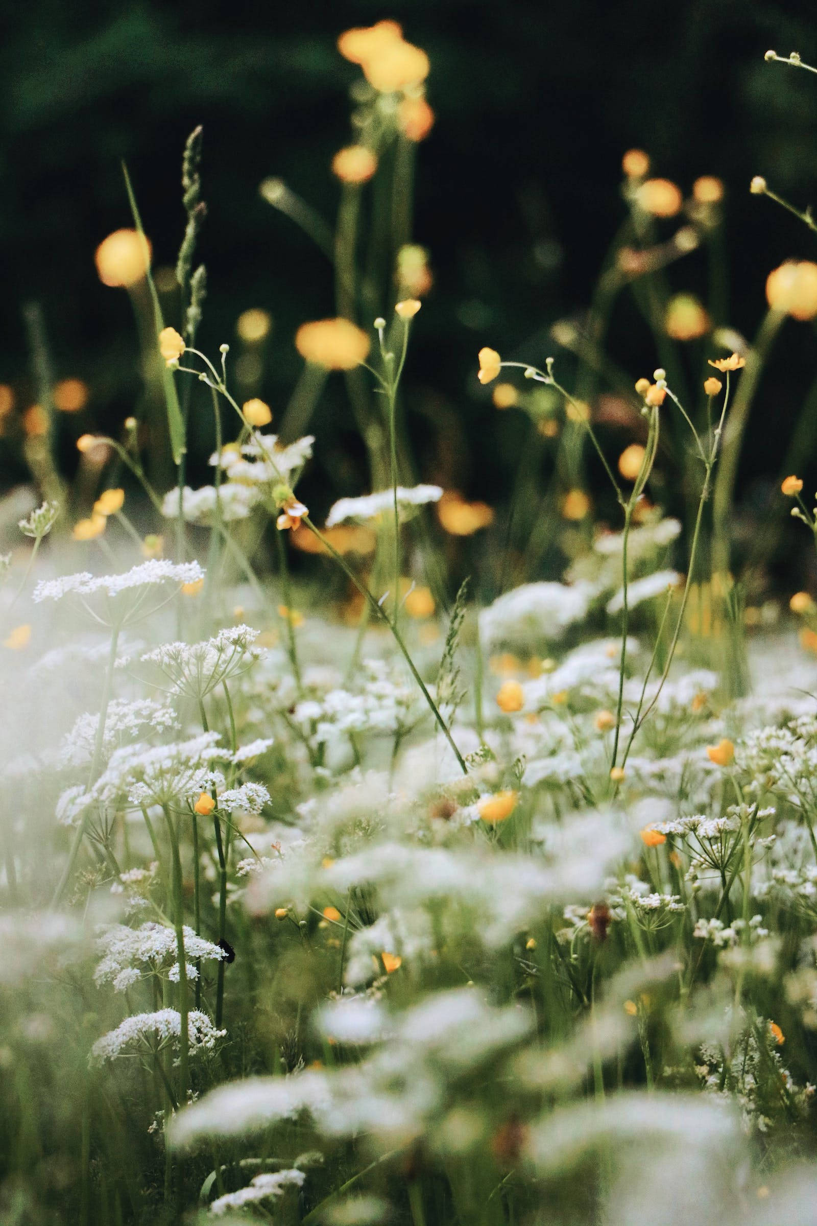 HD Spring, field of flowers, white wildflowers, Full HD Phone Wallpaper